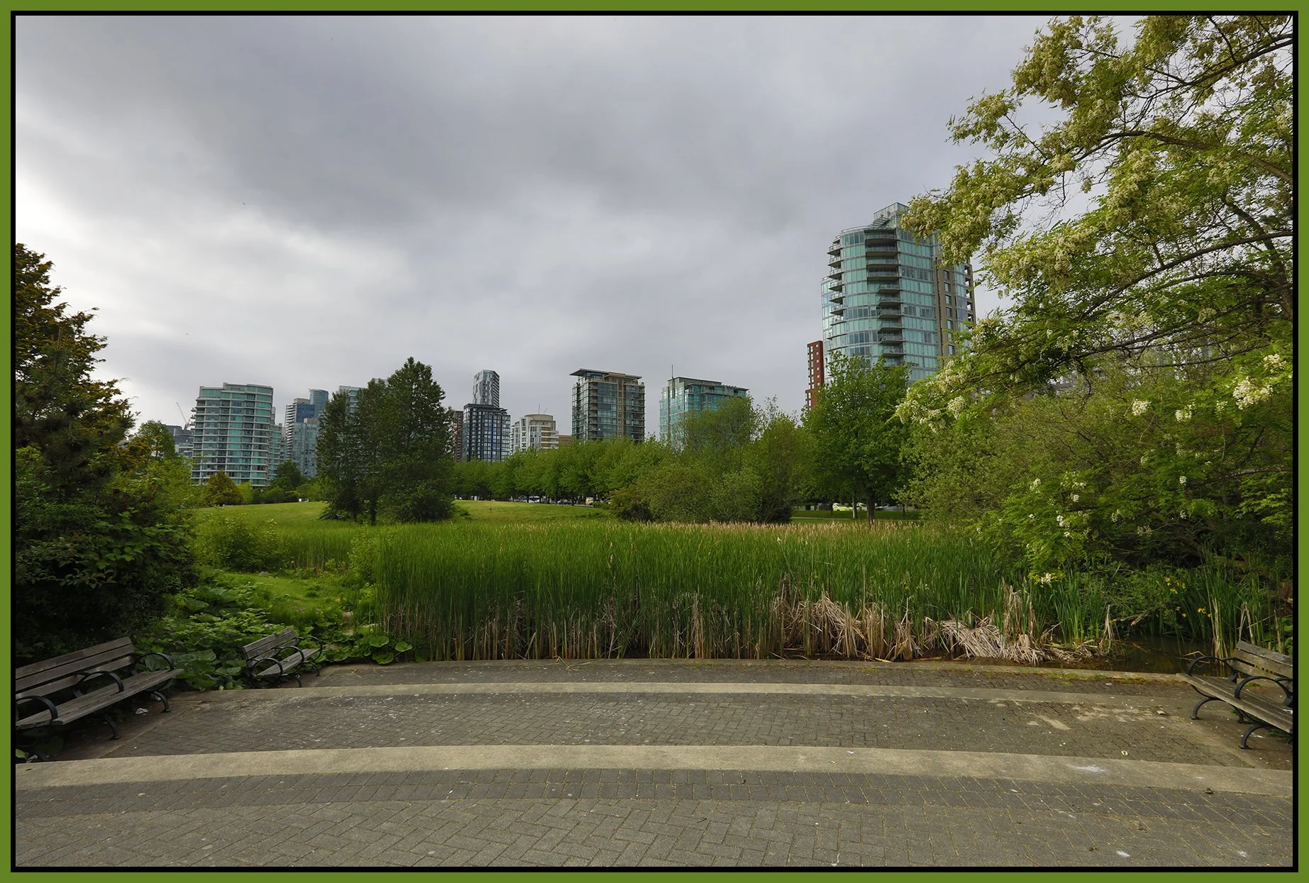 Devonian Pk Bullrushes_May 27_2023_HDR_5C9974_4x6s.jpg