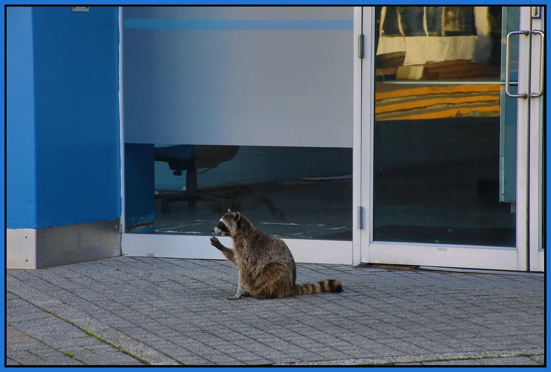 Plaza of Nations Raccoon_Jun 5_2024_HDR_5E5291_4x6s.jpg