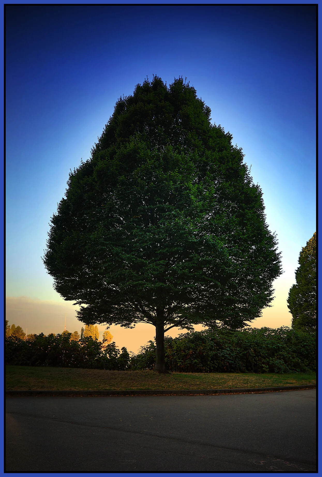 English Bay Tree_Sep 1_2021_HDR_5A1201_peIntnSunst_4x6s.jpg