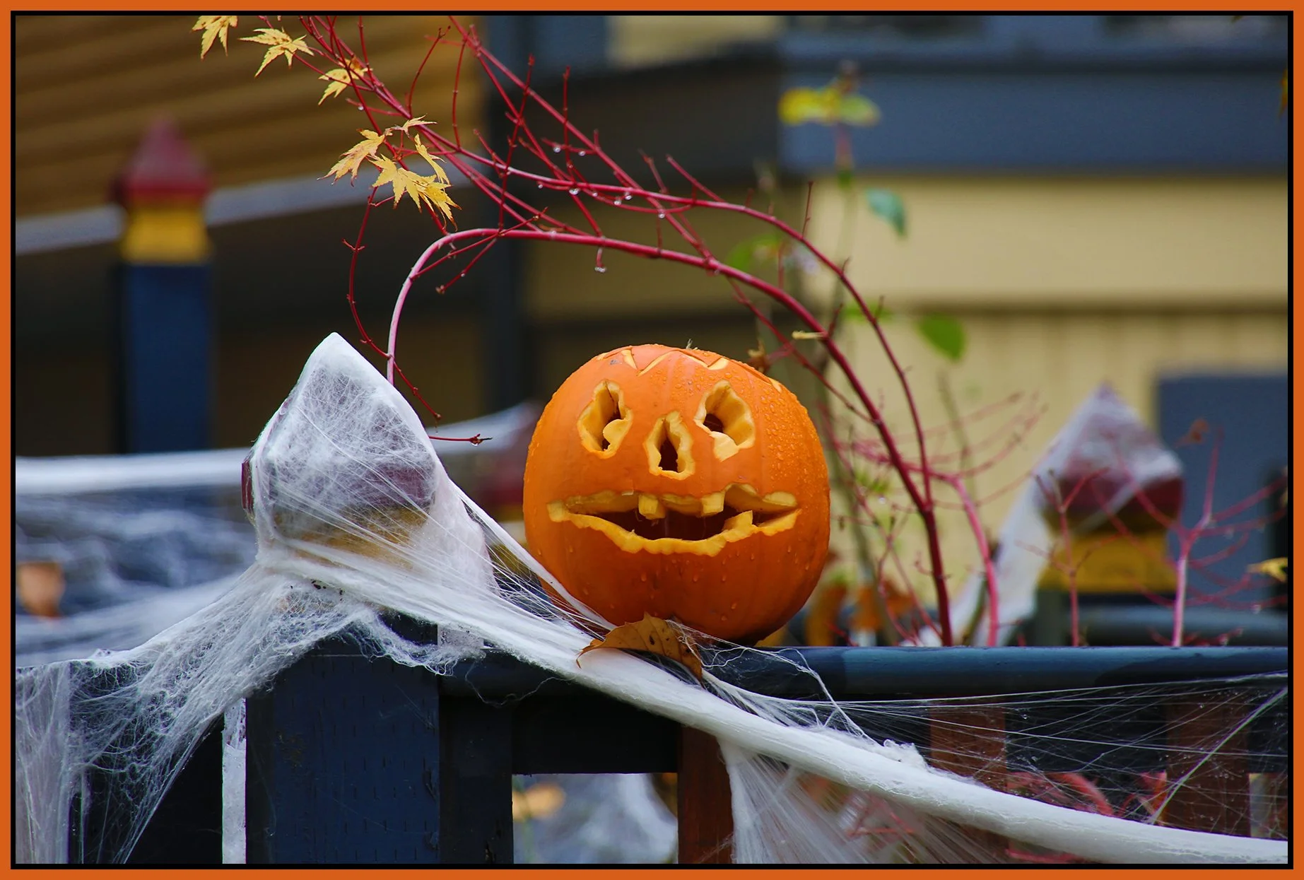 Pumpkin_Nov 2_2015_FH9485_4x6s.jpg