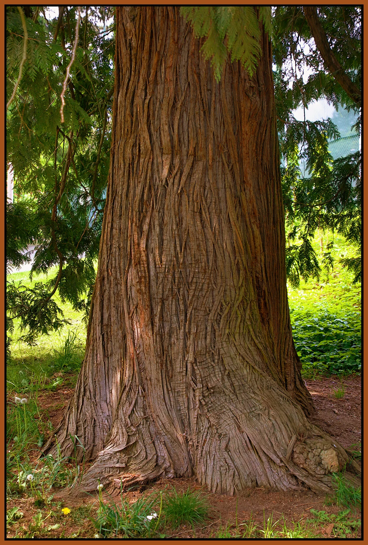 New Westminster Tree 12_2021_HDR_4G8660_peFbColBalD_4x6s.jpg
