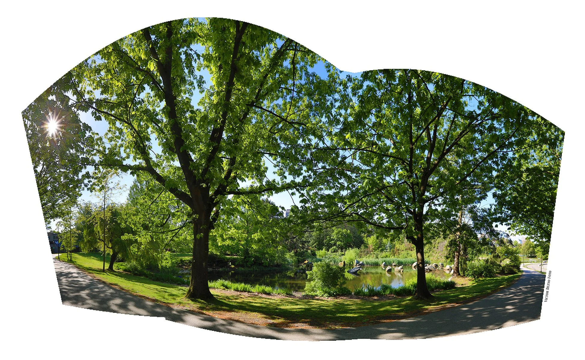Charleson Park Tree_May 20_2024_HDR_Pan_4H9071_4x6.jpg