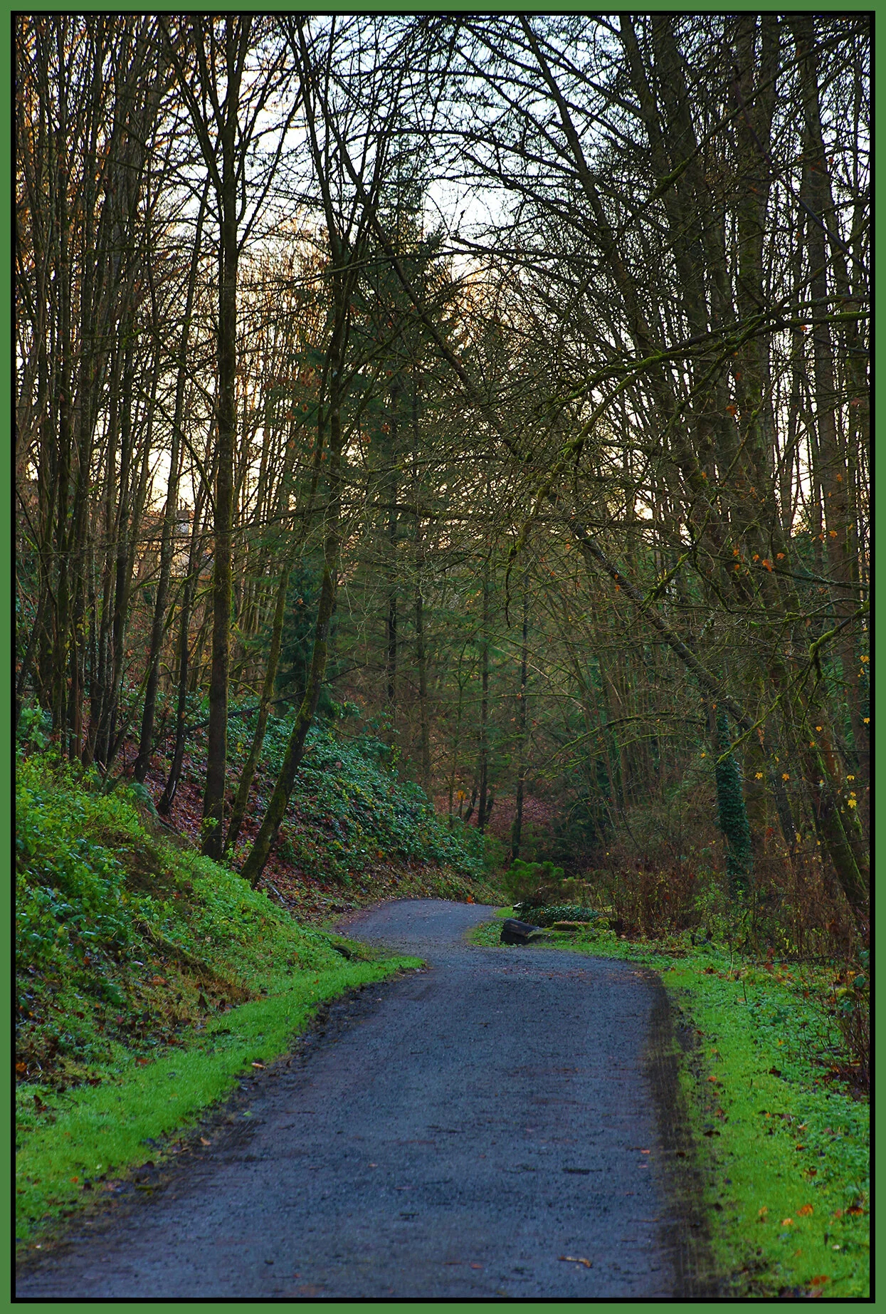 New Westminster Ravine Trees_Dec 2_2020_HDR_3B6173_4x6s.jpg