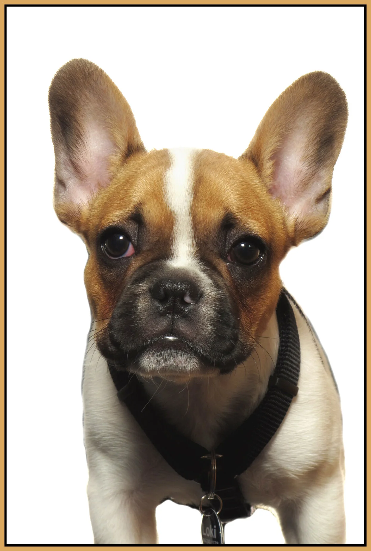 Loki_July 14_2021_0009_4x6s.jpg