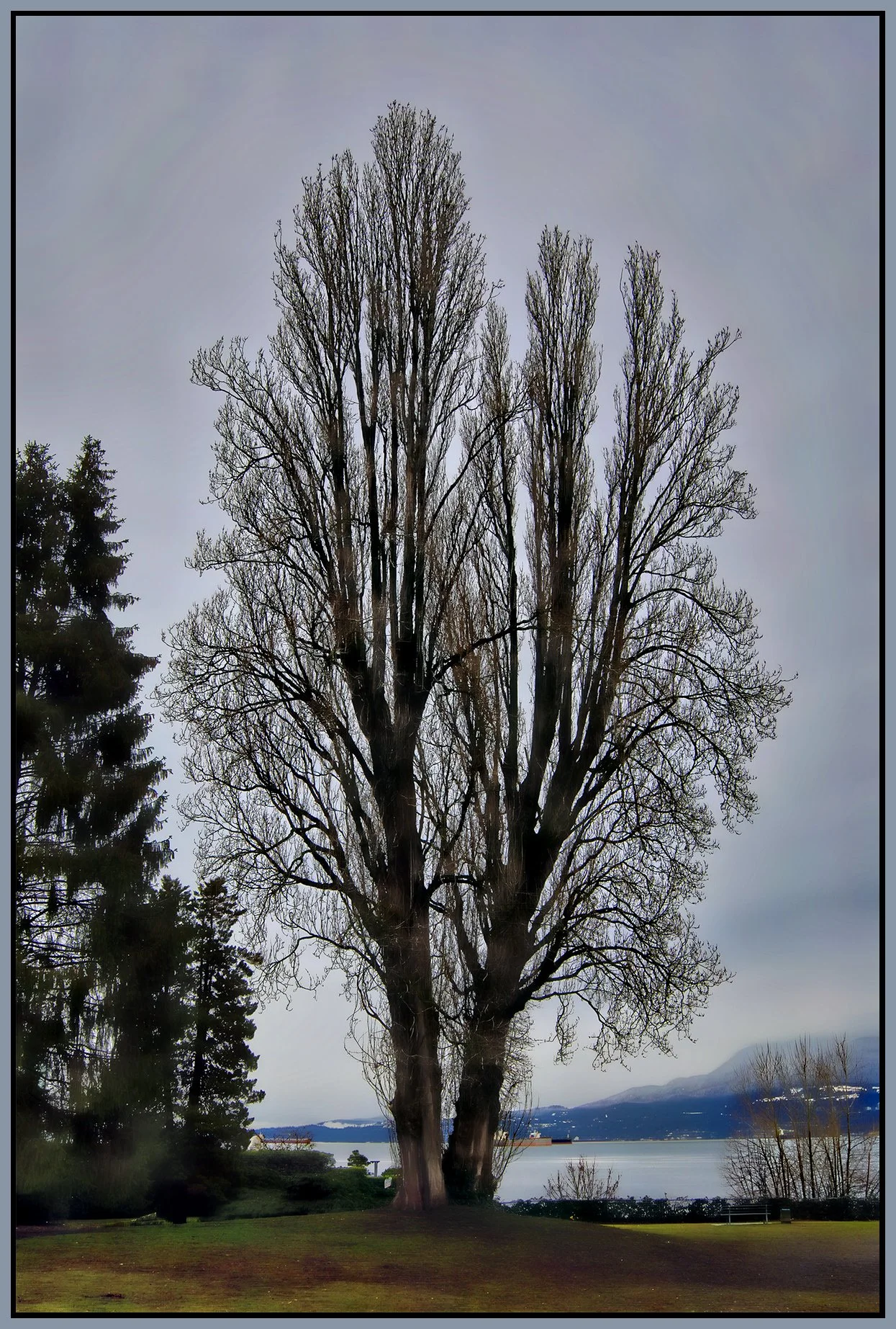 1800 Pt.Grey Rd Volunteer Pk Trees_Feb 1_2023_HDR_5D3446_peHdr2013_1_4x6s.jpg