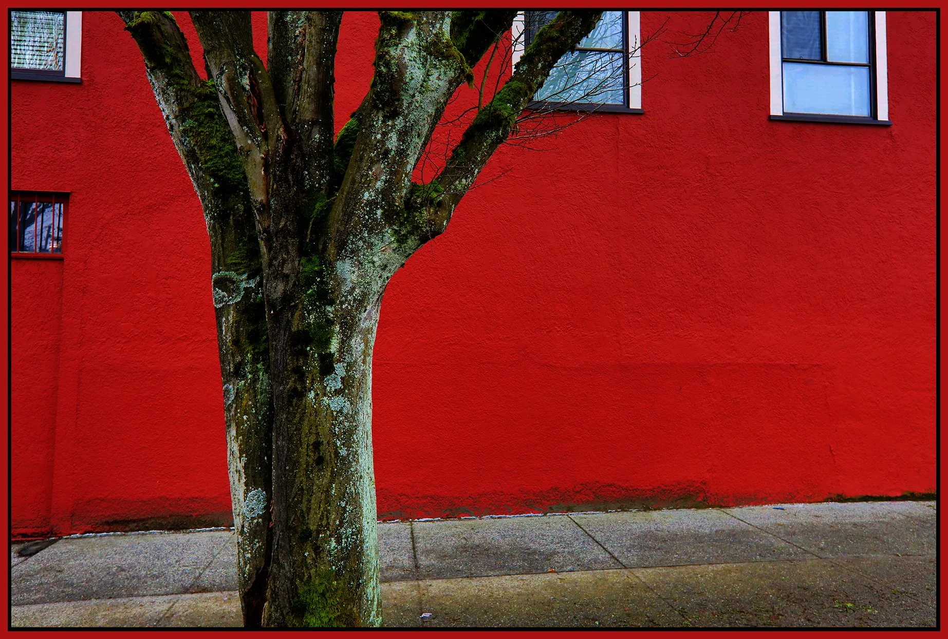 Benny's Mkt Tree_Mar 5_2023_HDR_5D5262_peExpMrg_4x6s.jpg