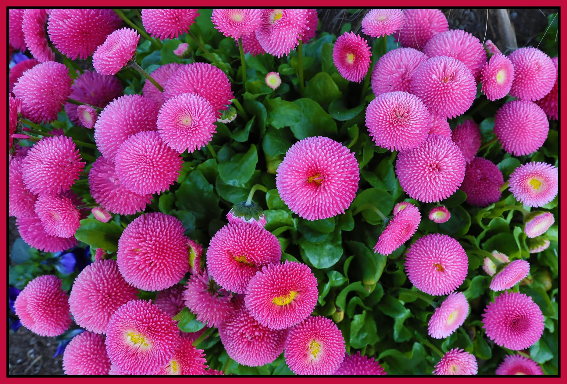 Flowers English Bay_Apr 15_2021_HDR_5A8902_1_4x6s.jpg