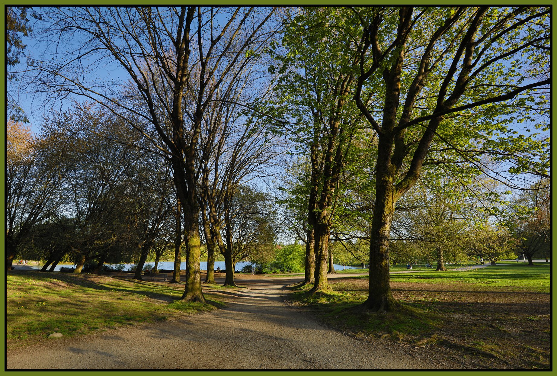 Trout Lake Trees_Apr 26_2026_HDR_4L2952_4x6s.jpg