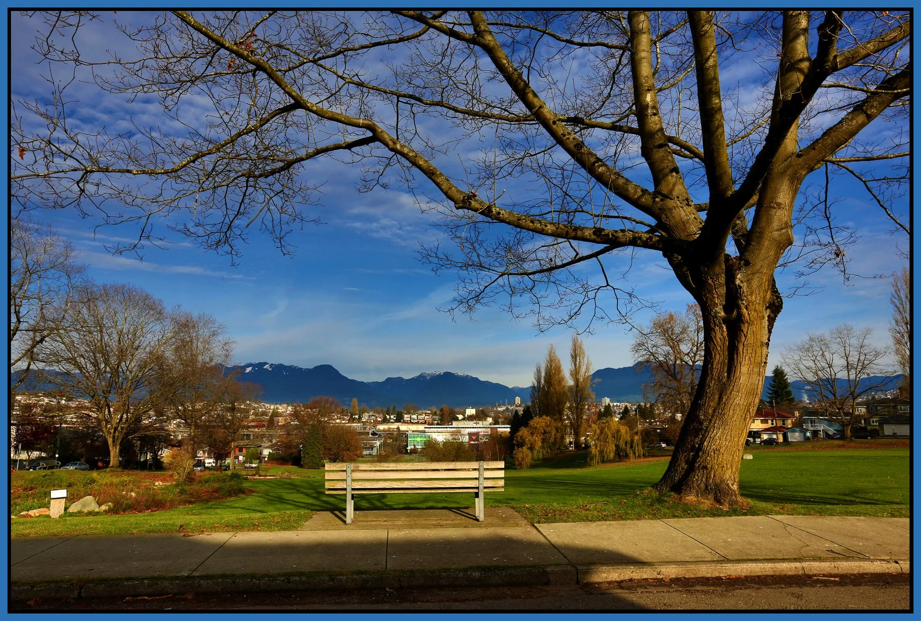 Falaise Pk Tree_Nov 22_2015_HDR_H4950_4x6s.jpg