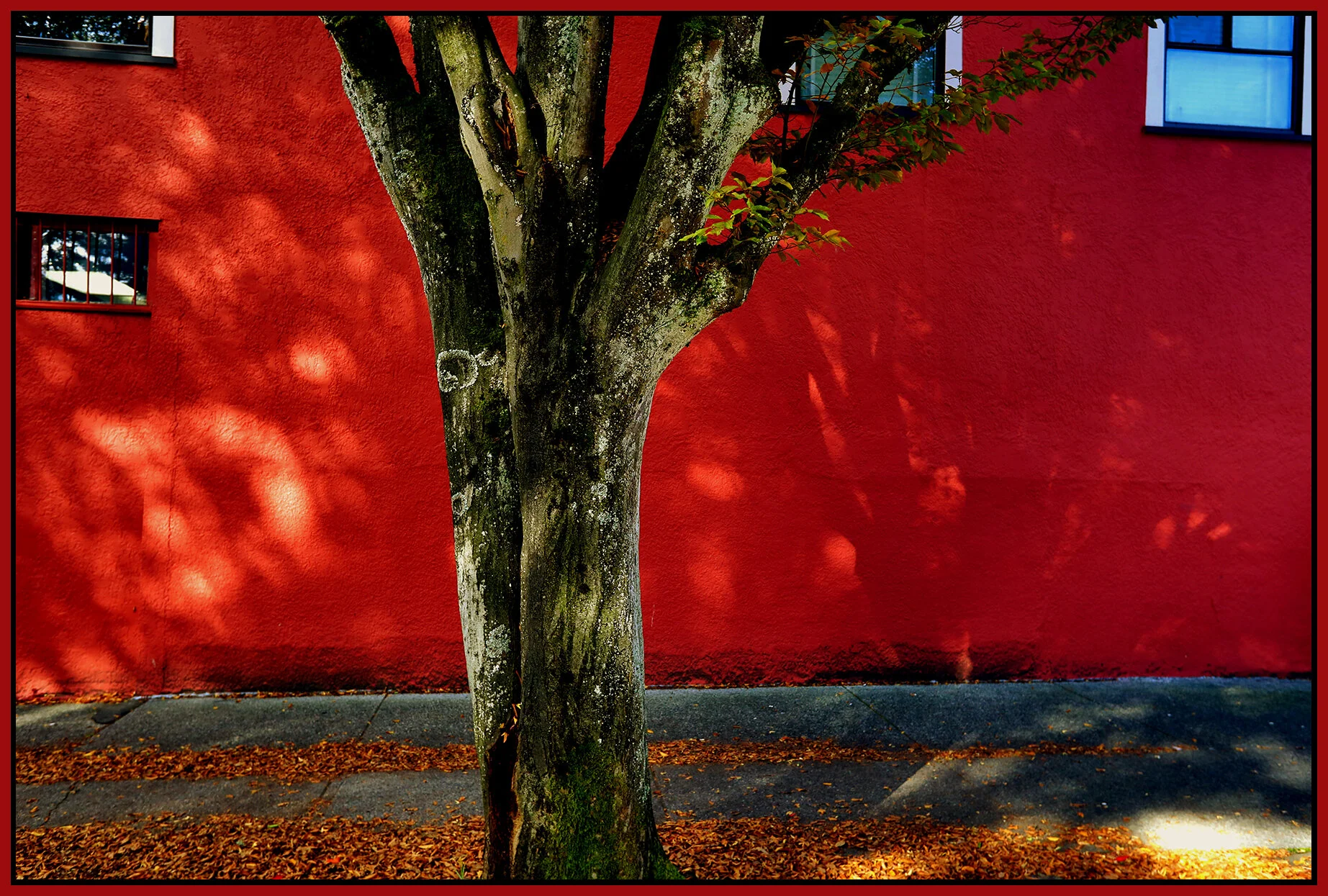 701 Princess Ave Tree_Oct 7_2021_HDR_5A5756_peNatB II_4x6s.jpg
