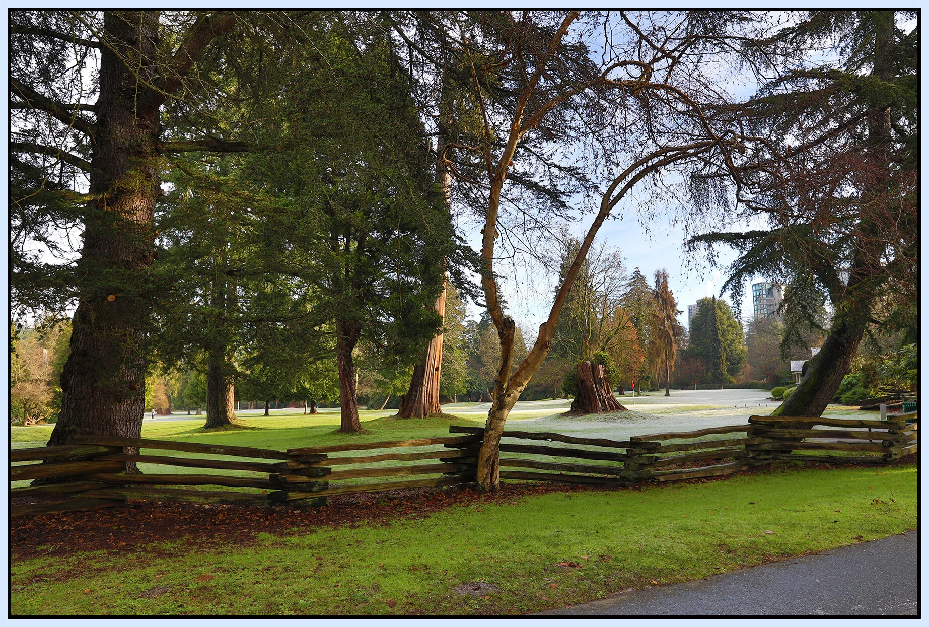 Stanley Pk Trees_Dec 24_2020_HDR_4G0652_4x6s.jpg