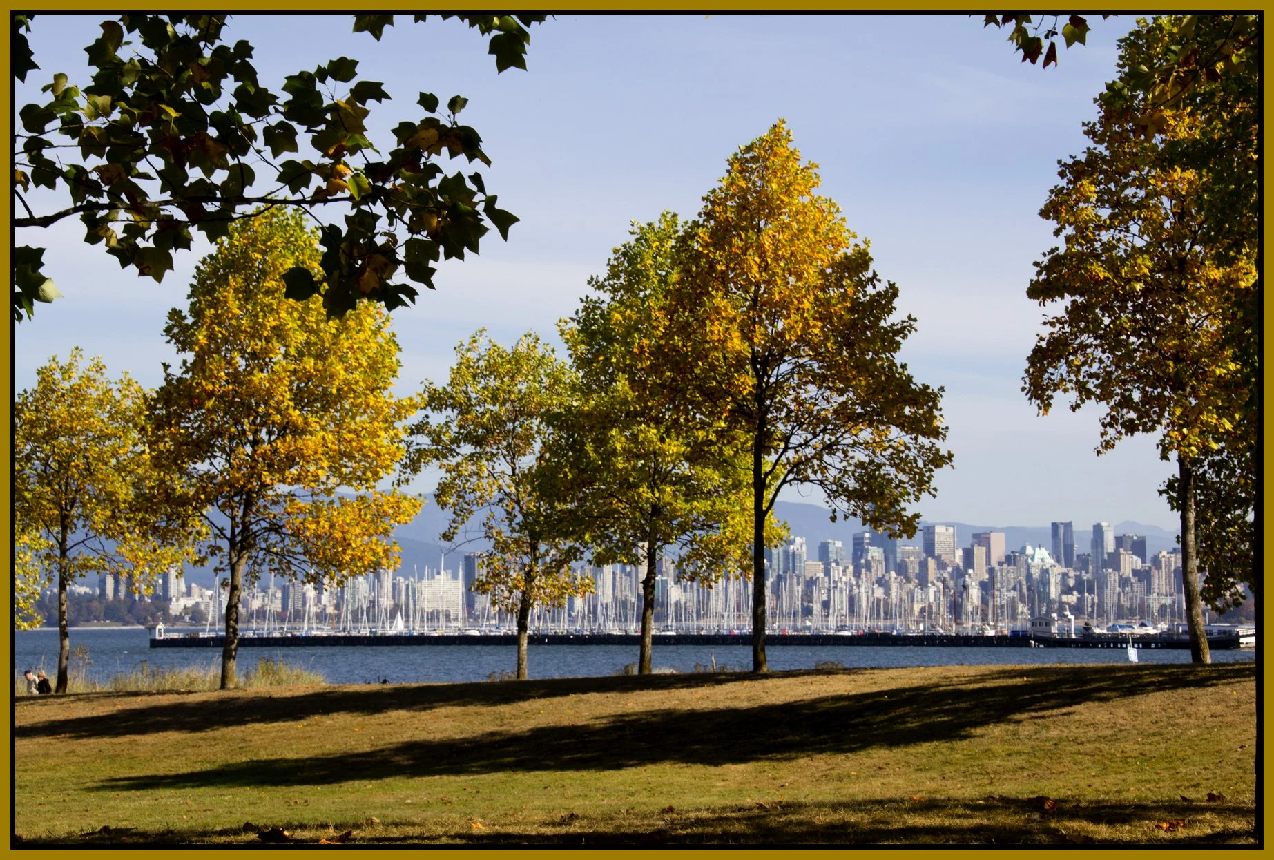 Jericho Beach Trees_Oct 8_2012_0283_4x6s.jpg