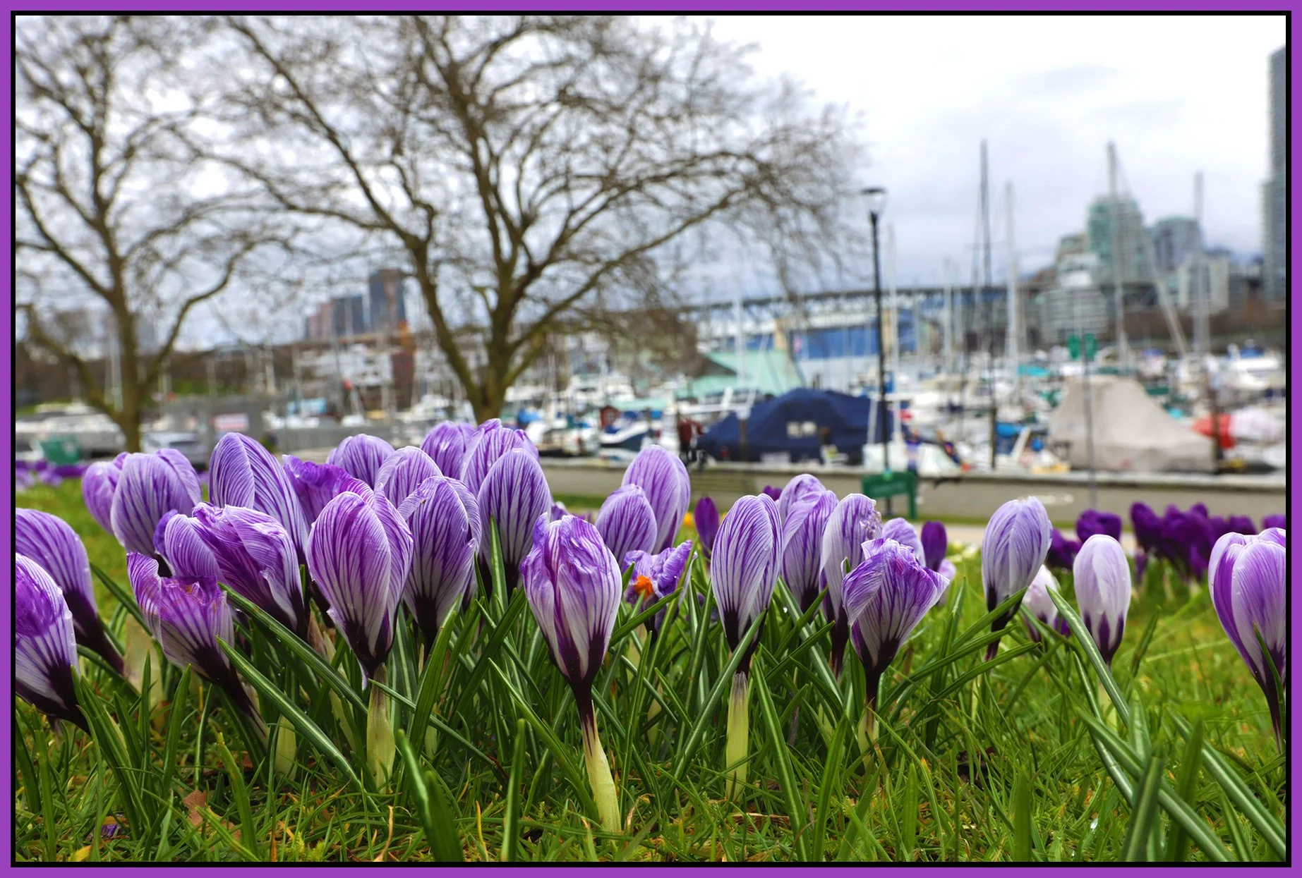 Charleson Park Crocuses_Mar 4_2026_HDR_4K9375_4x6s.jpg