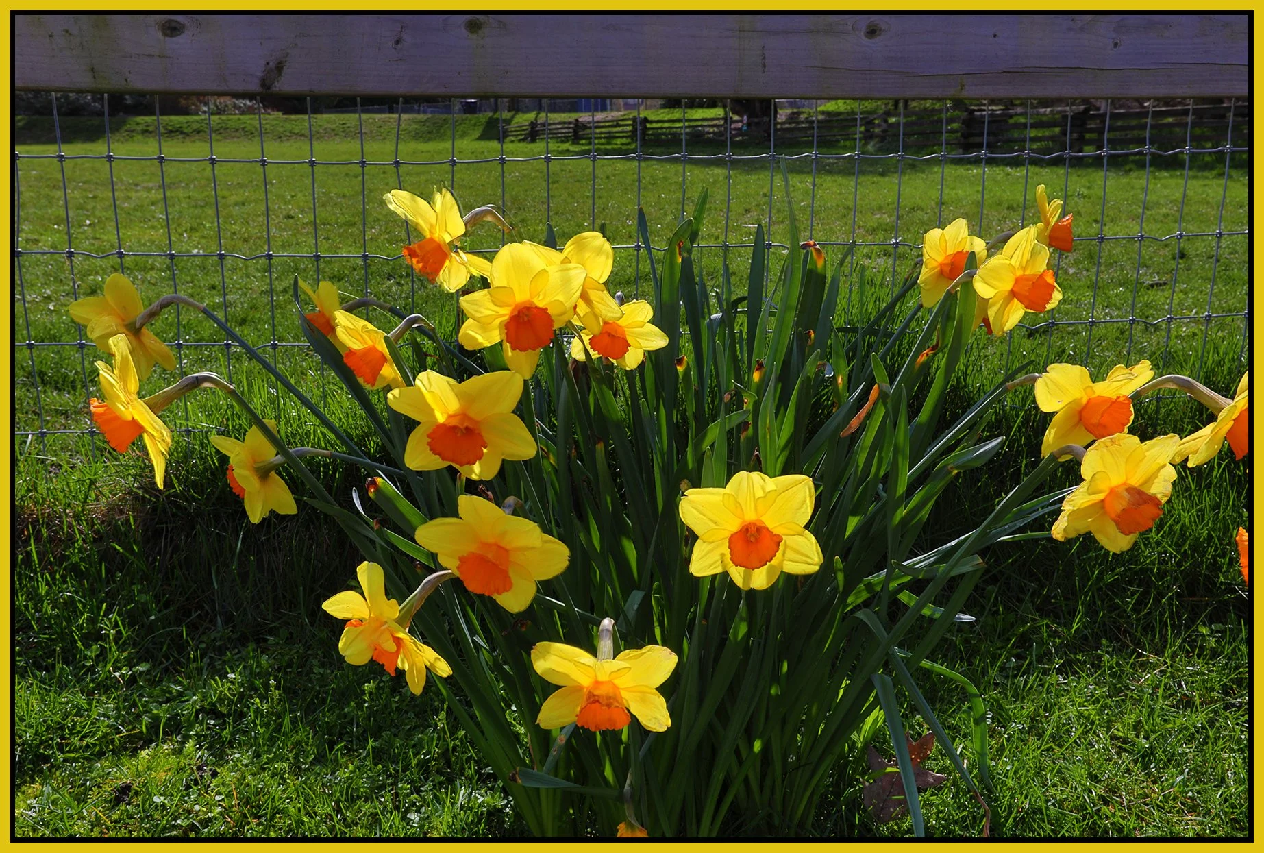 Flowers_Daffodils_Mar 25_2026_HDR_4L0100_4x6s.jpg