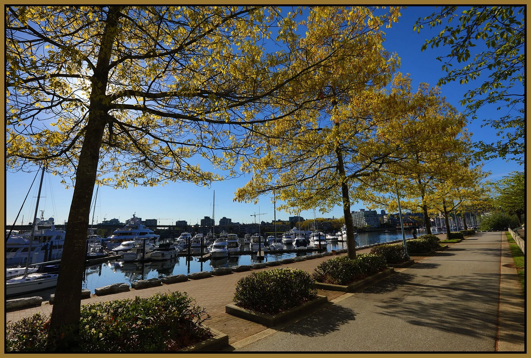 Quayside Marina Trees_April 30_2019_HDR_E6760_4x6s.jpg