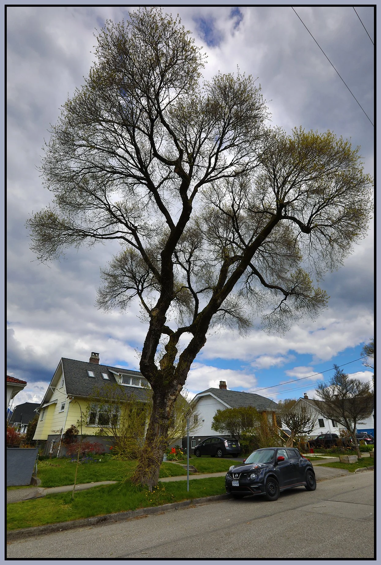 2115 Turner Tree_Apr 17_2022_HDR_5B3015_4x6s.jpg