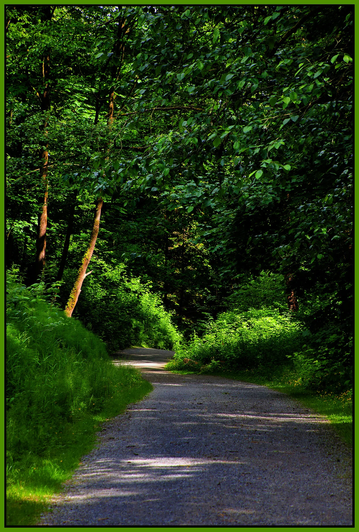 New Westminster Ravine Trees_Jun 10_2021_HDR_4G9718_peGc_ExpMrg_4x6s.jpg
