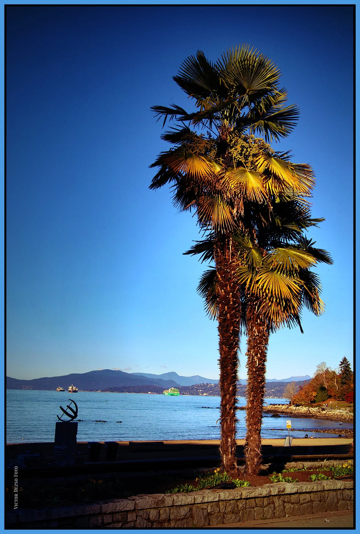 English Bay Beach Ave Palm Tree_Oct 23_2026_HDR_4L5541_pePopDrkn_4x6s.jpg