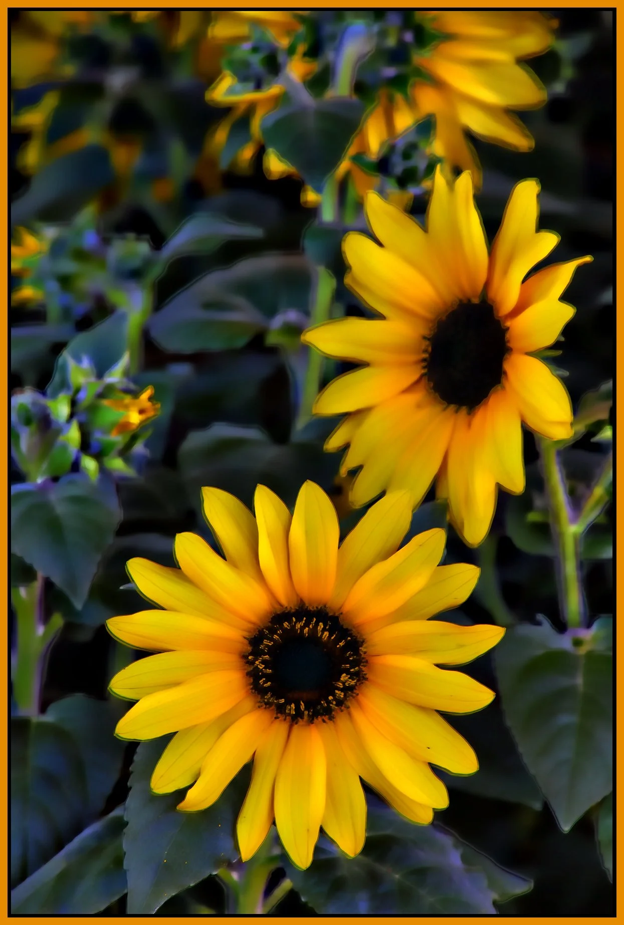 Flowers-Sunflowers_Sep 6_2026_HDR_4L2112_peHdr2013_1_4x6s.jpg