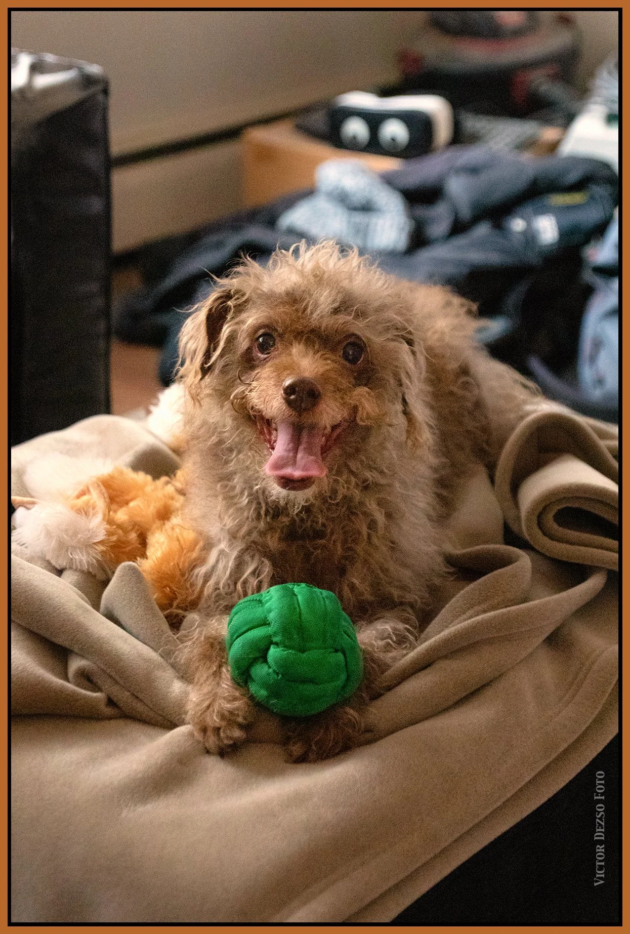 Frances_Dec 26_2024_CR2_4J4762_peClrPresrvBr_Hypstrip_4x6s.jpg