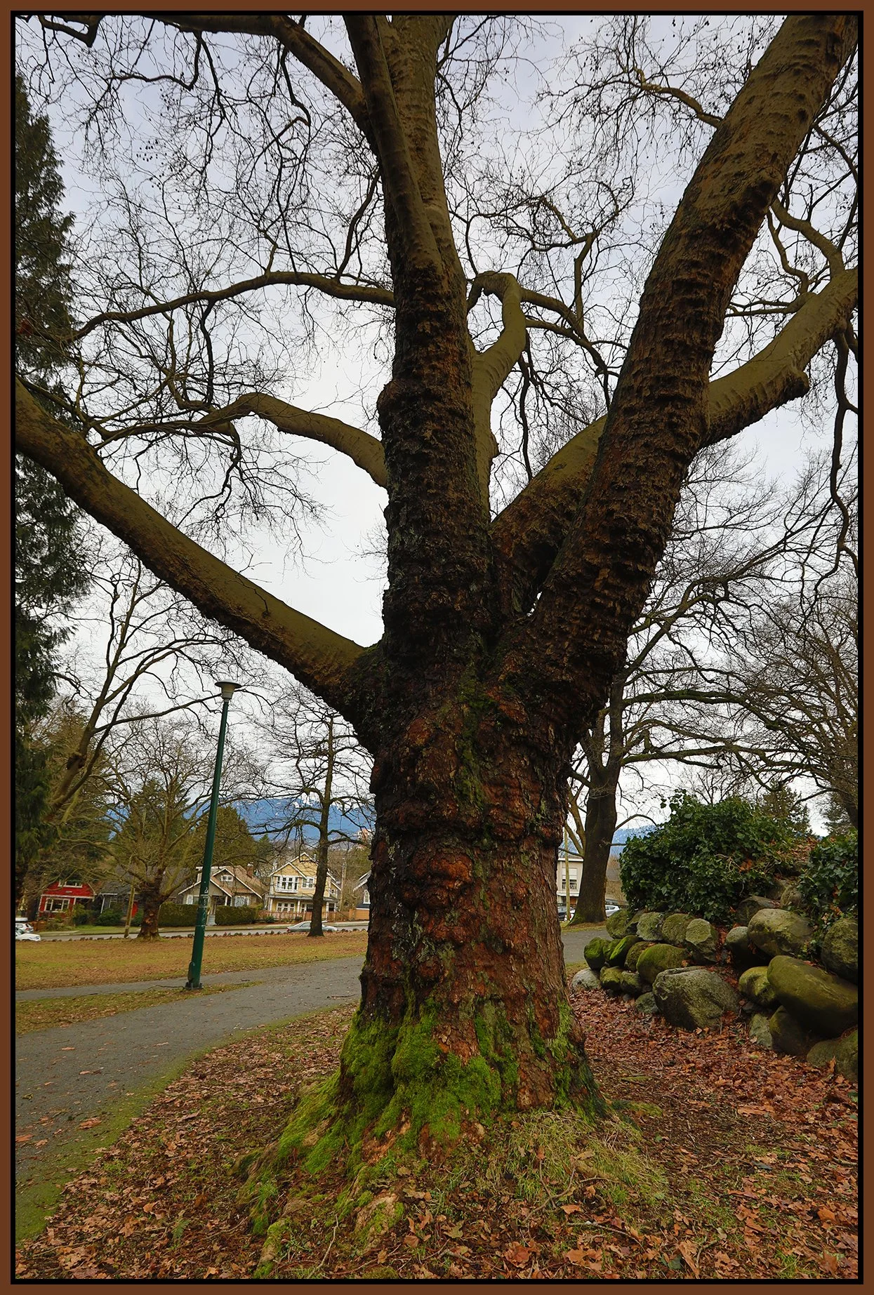 Clark Park Tree_Jan 14_2022_HDR_5A7060_4x6s.jpg