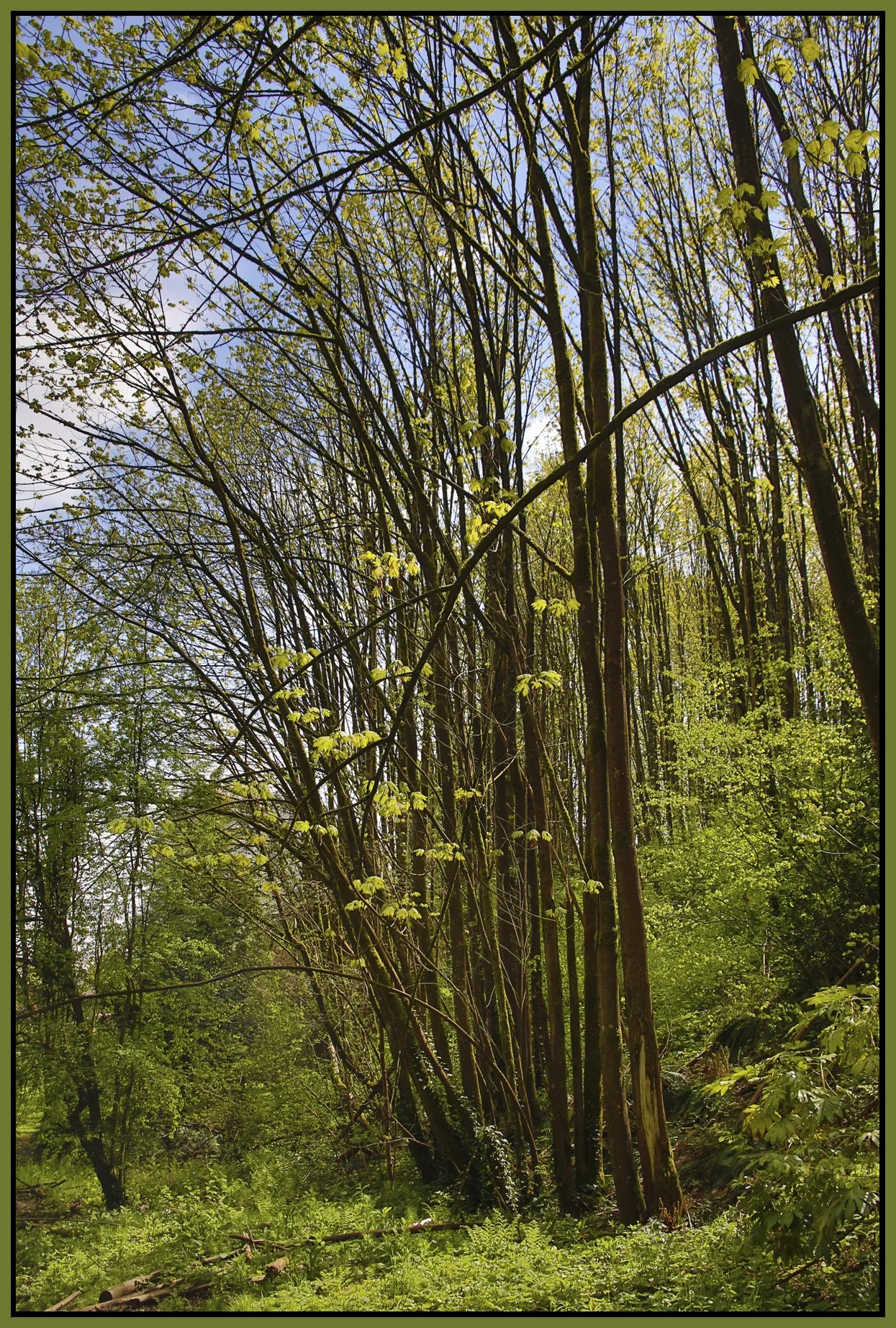 New West Raveen Trees_May 2_2017_HDR_L3755_4x6s.jpg