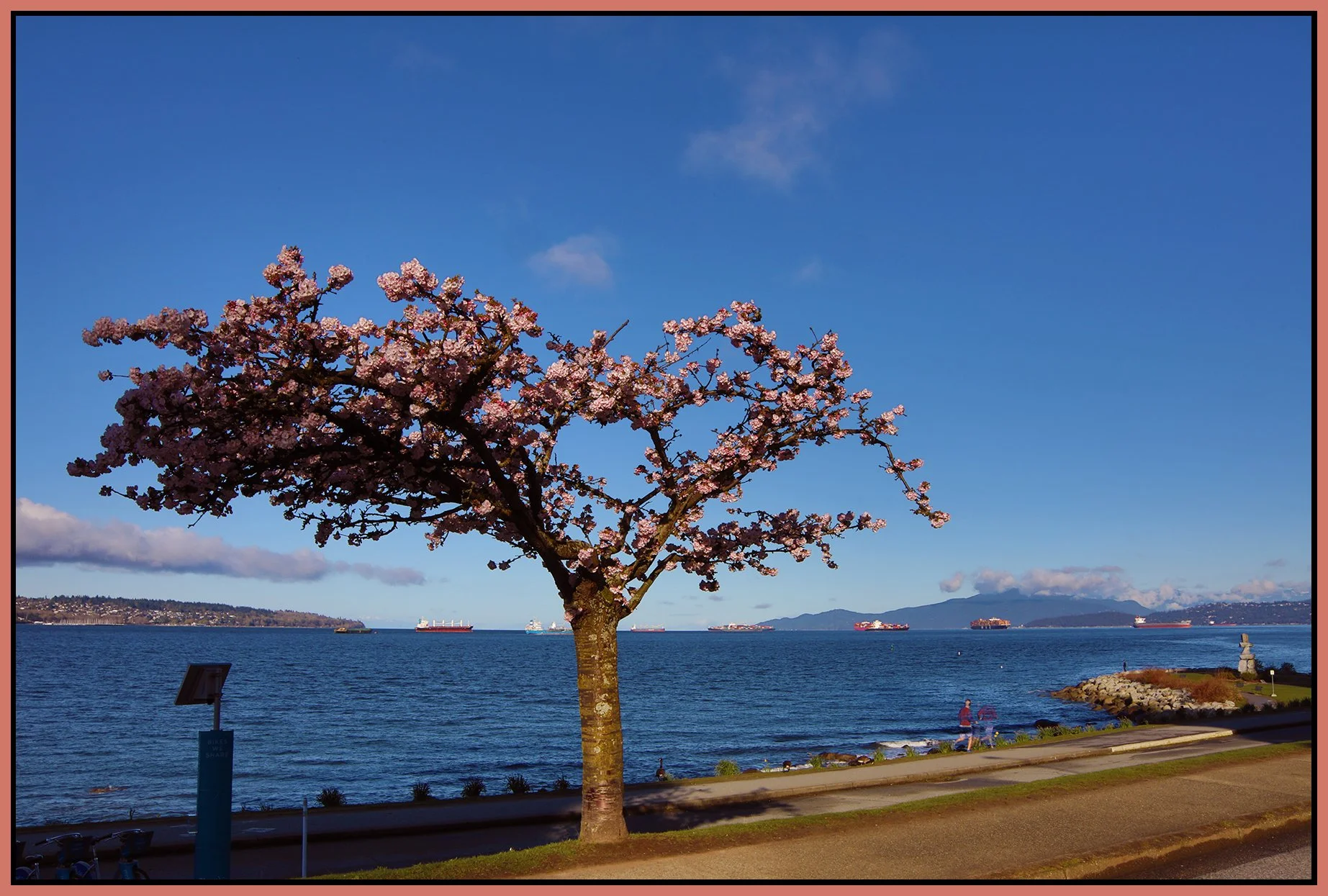 English Bay Beach Ave Tree in Bloom_Mar 31_2022_HDR_4G7795_4x6s.jpg
