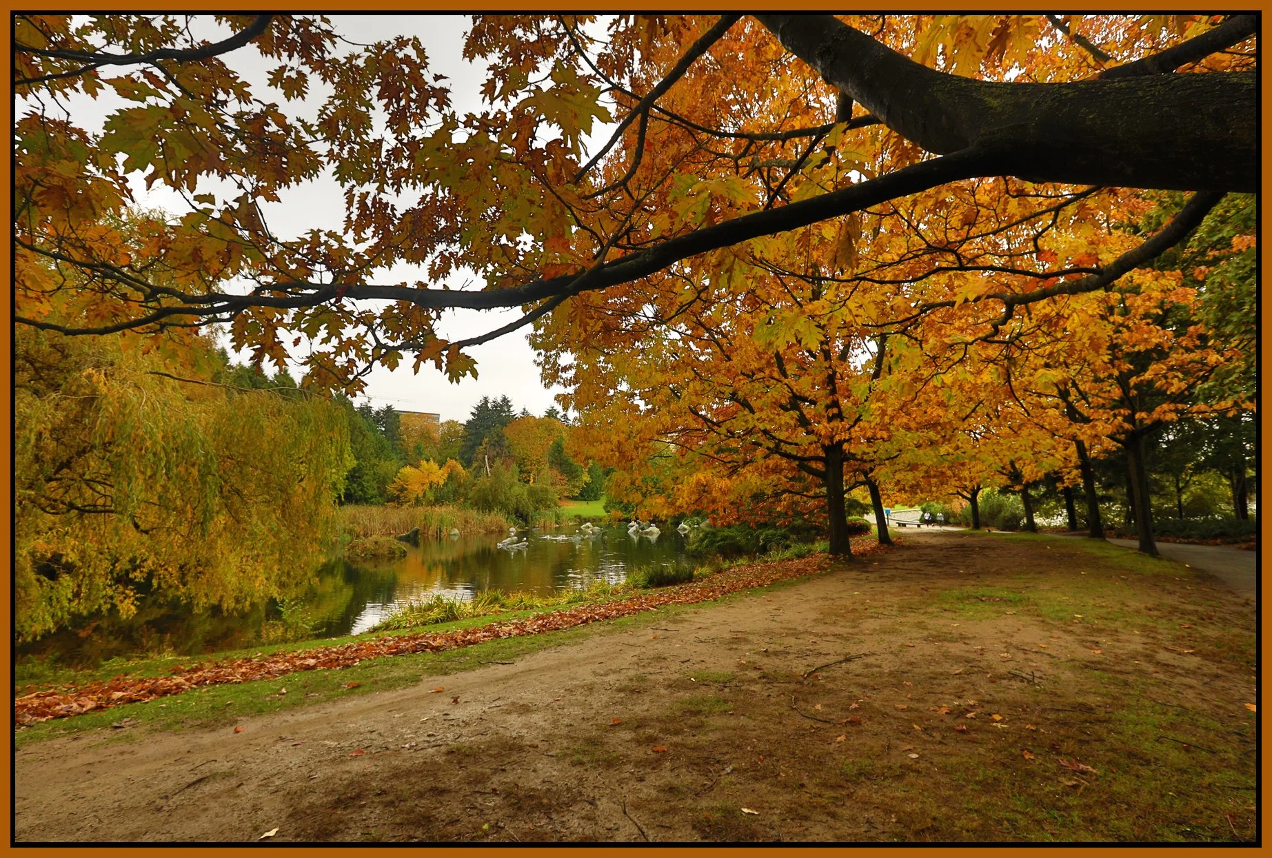 Charleson Pk Trees_Oct 20_2016_HDR_A3706_4x6s.jpg