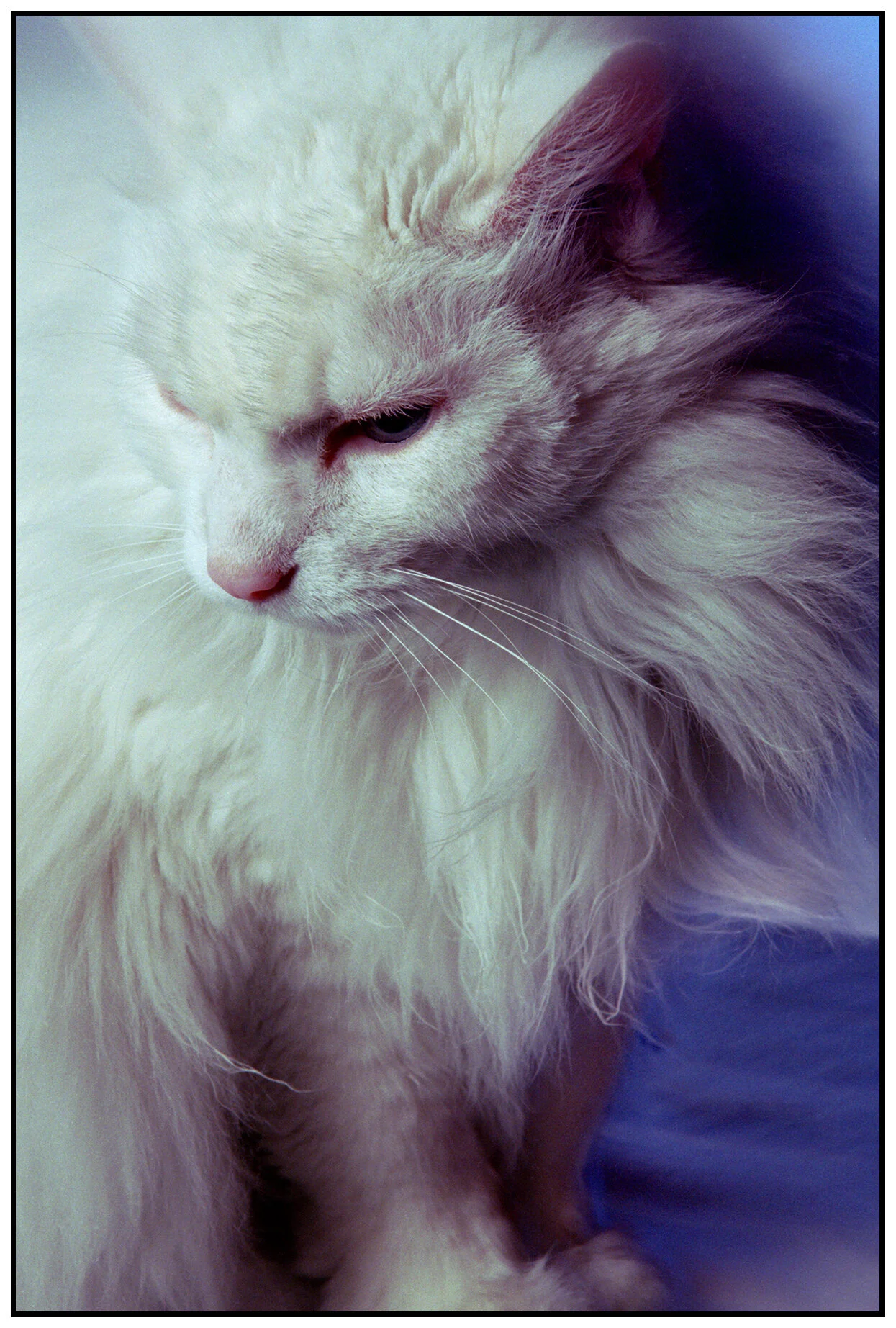 Beau_Apr 26_1998_4x6s.jpg