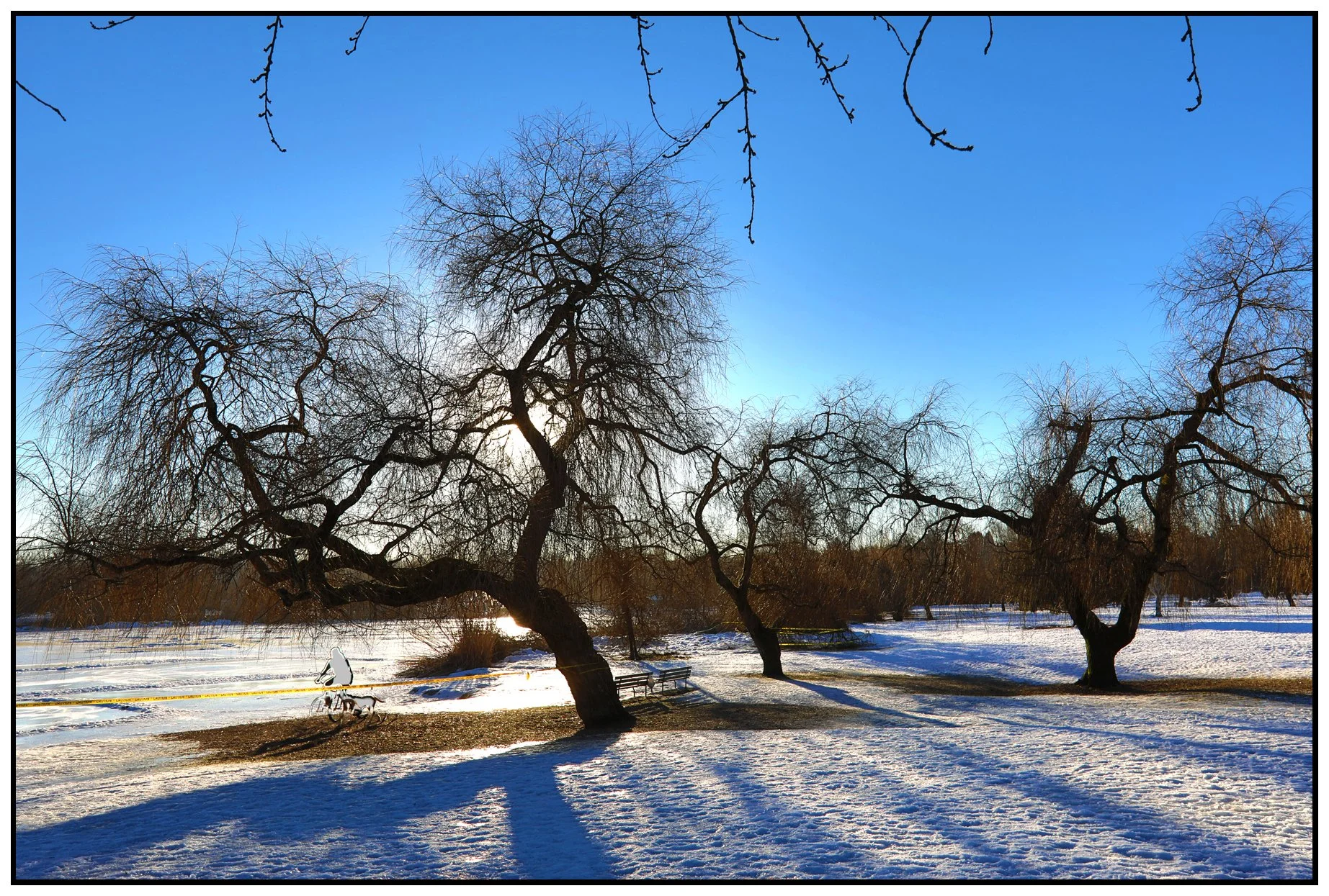 Trout Lake Trees Snow_Jan 11_2017_HDR_A5408_4x6s.jpg