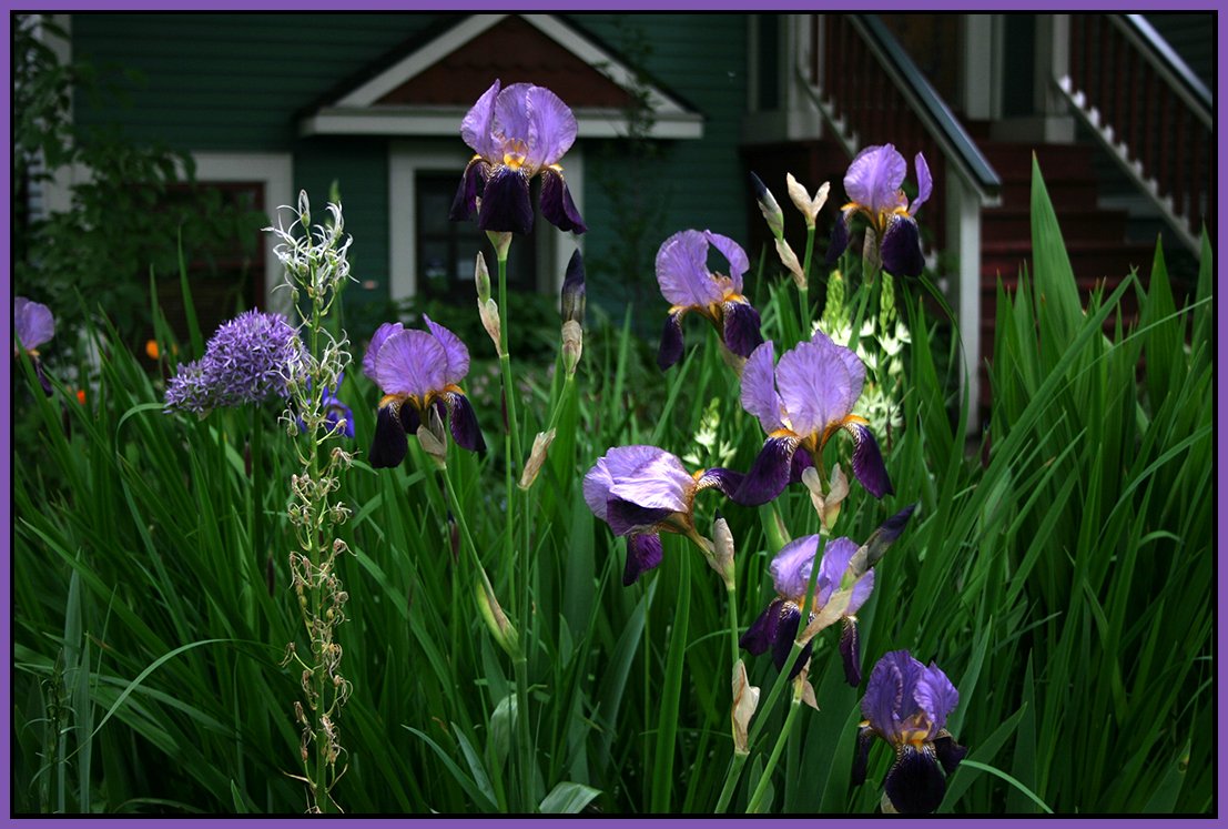 Flowers_9758_4x6s.jpg