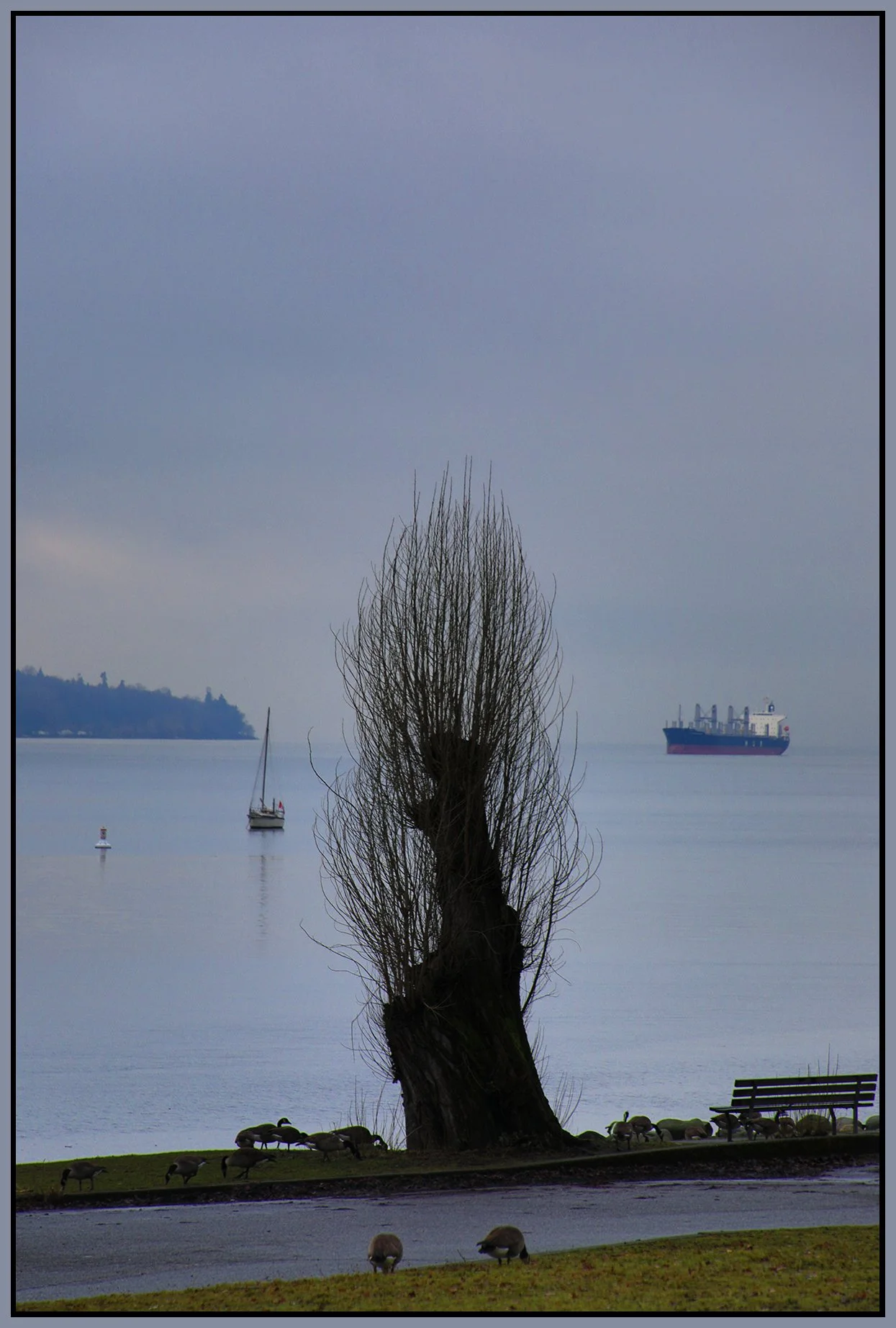 English Bay Tree_Jan 15_2022_HDR_5A7104_4x6s.jpg