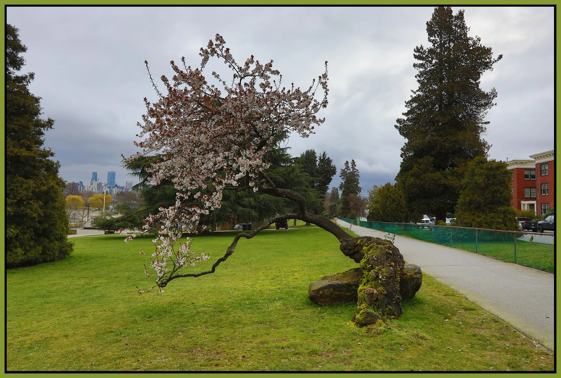 Kits Beach Park Tree_Mar 20_2022_HDR_5B0877_4x6s.jpg
