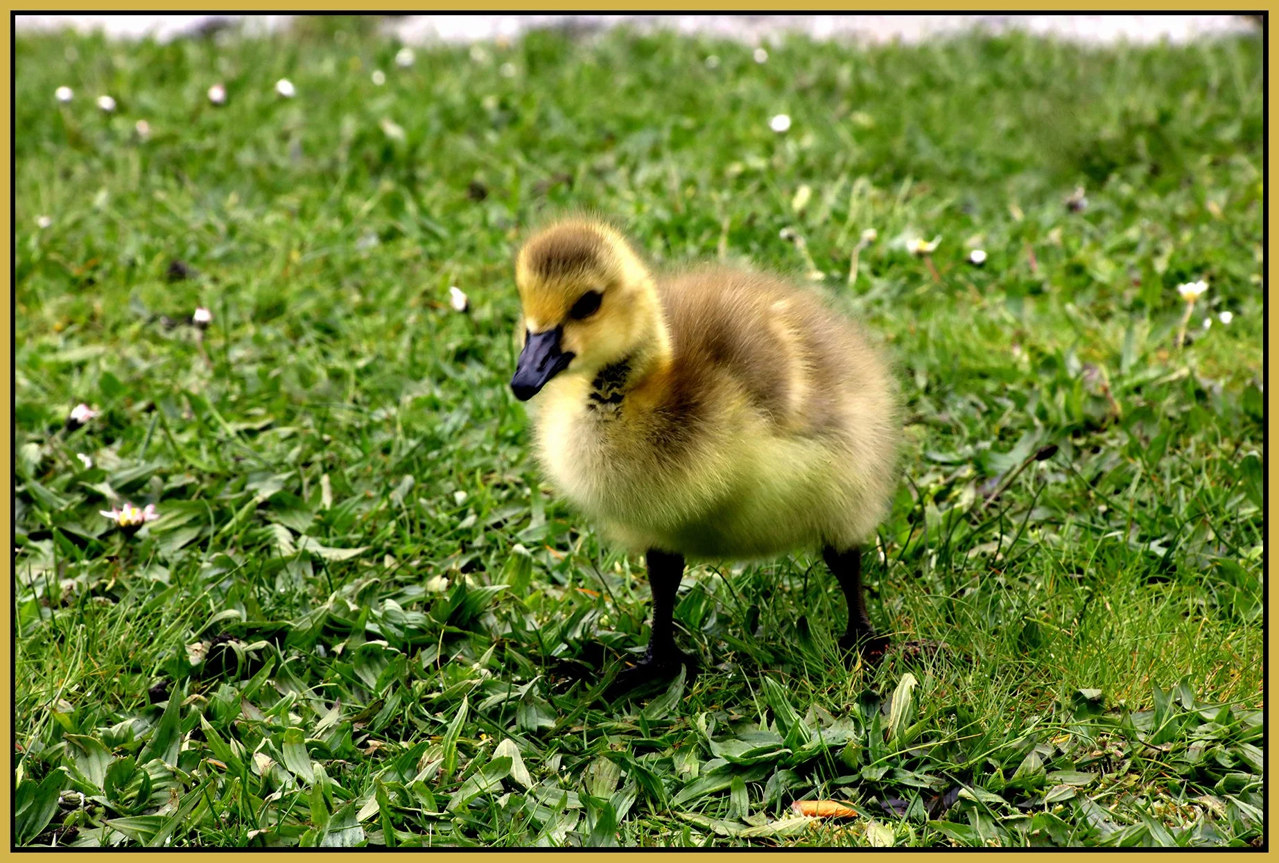 Duckling_May 4_2022_HDR_5B4014_peWow Effct_Hyperstrip_4x6s.jpg