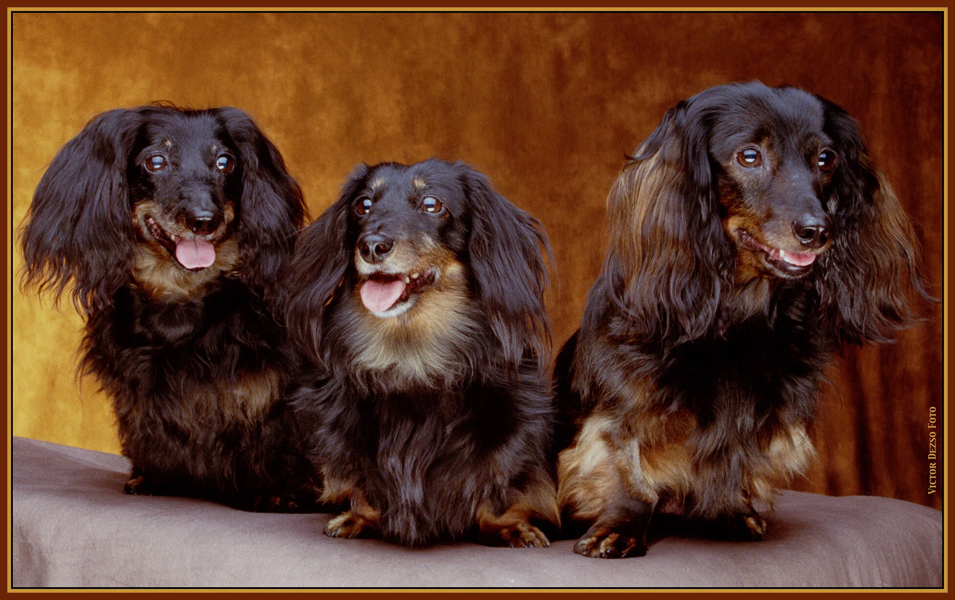 3 Dogs_26_4x6s.jpg