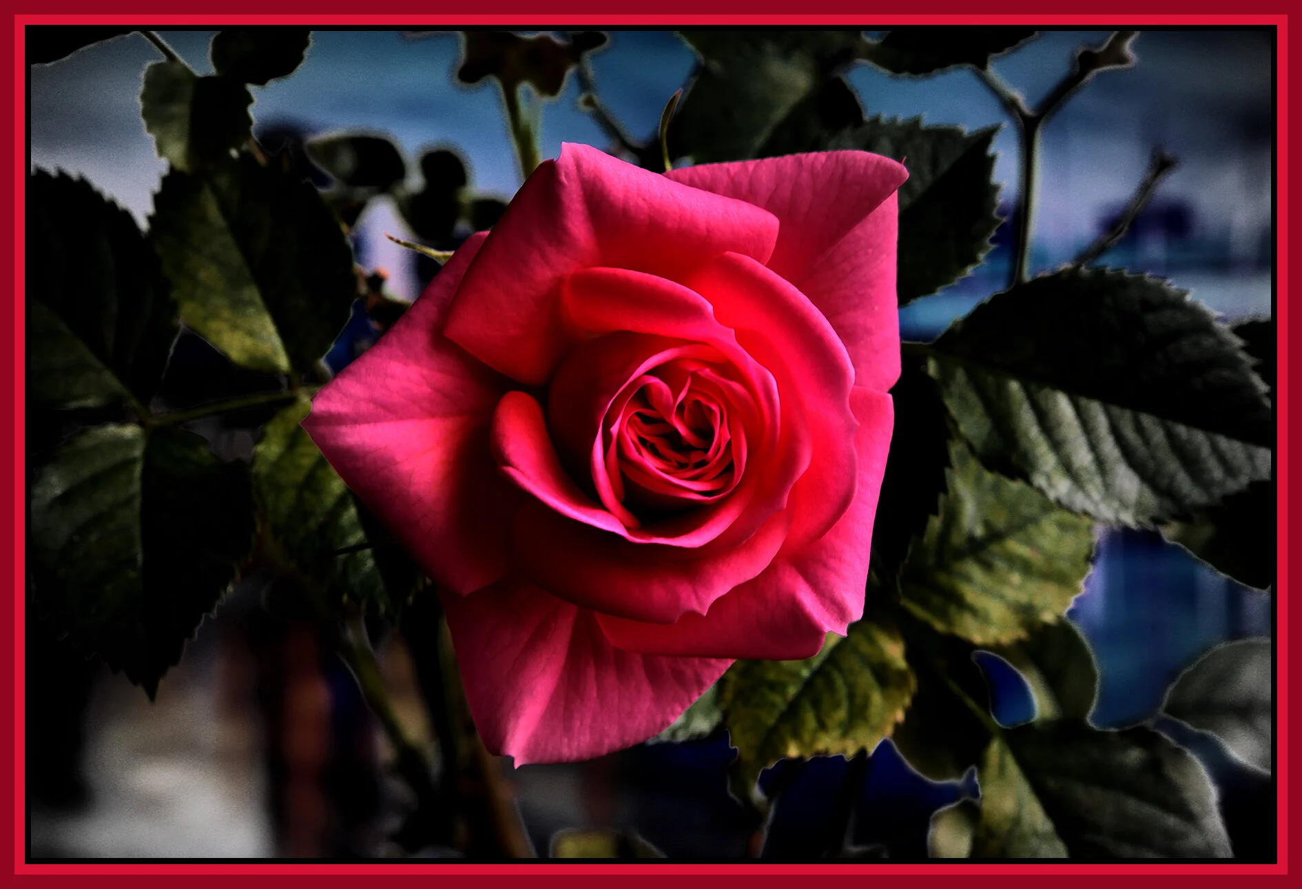 Flowers Rose_Apr 29_2021_HDR_4G8012_peExpMrg_BwMagic_4x6s.jpg