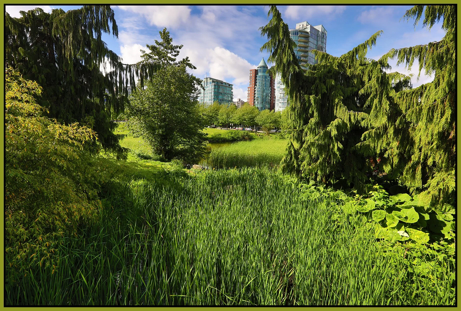 Devonian Park Bullrushes_Jun 6_2022_HDR_5B6933_4x6s.jpg