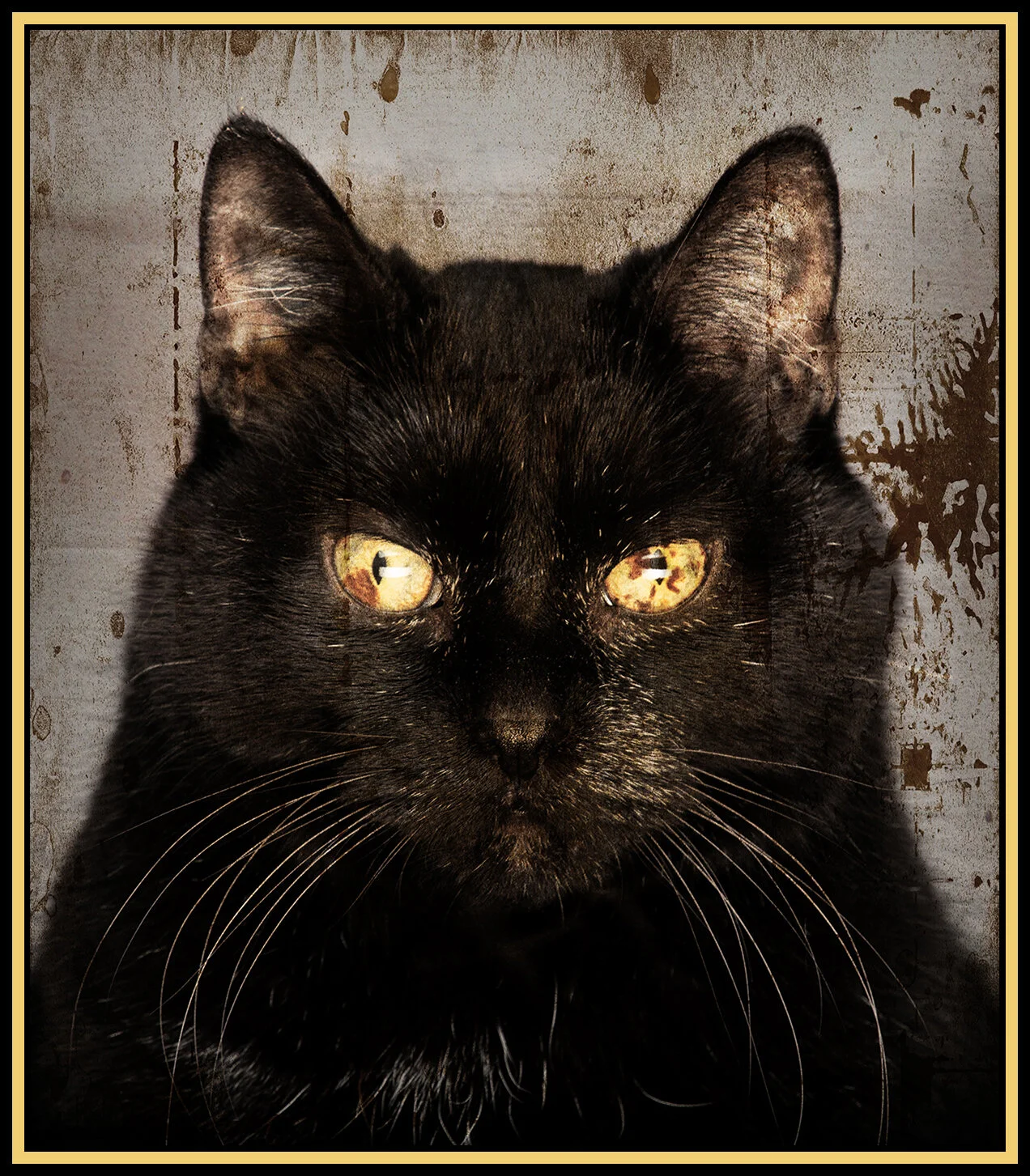 Crazy Cat_Nov 4_2018_CR2_D3012_1_pePTP003_4x5s.jpg