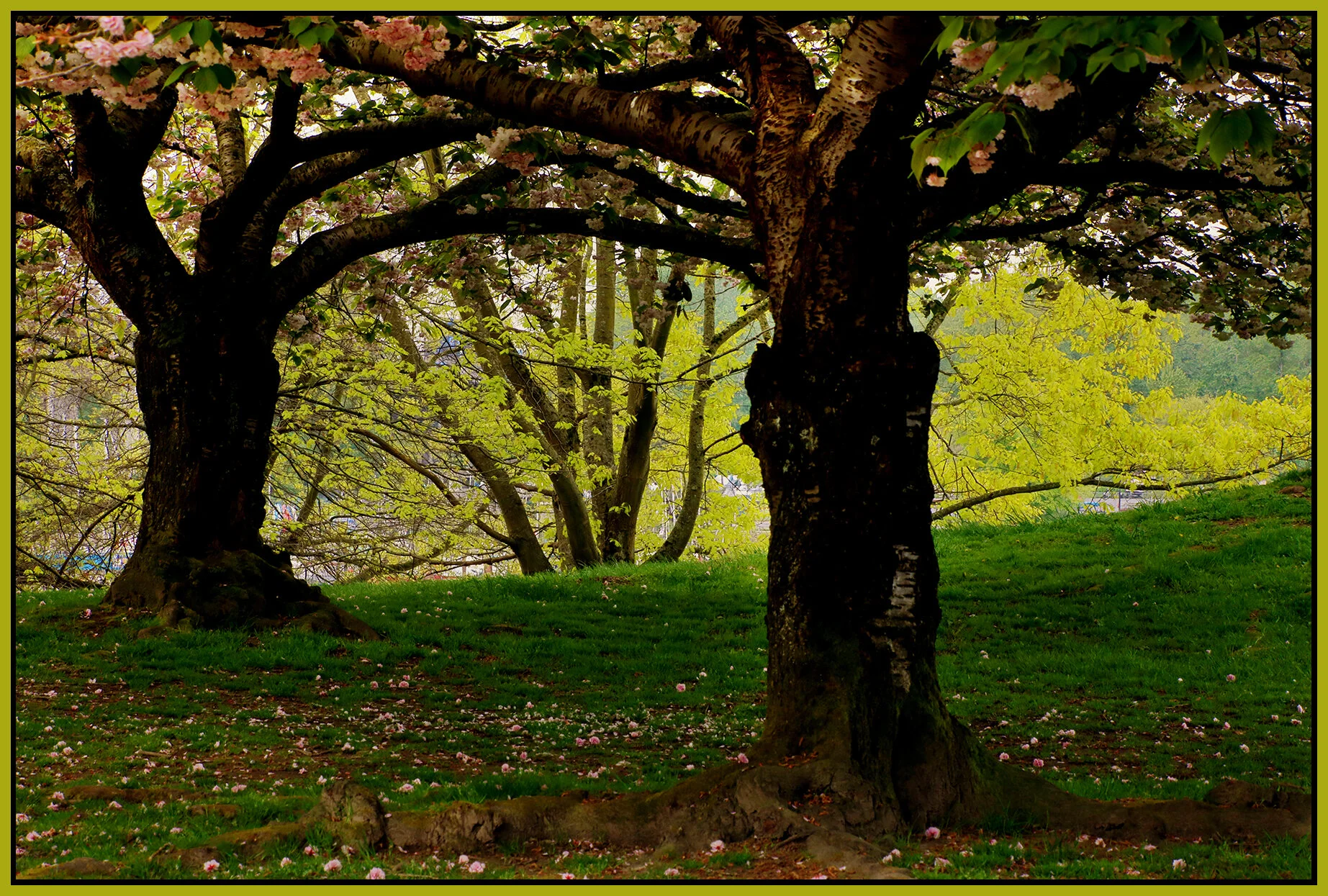 Beach Ave Trees_May 6_2021_HDR_4G8392_peNatB II_4x6s.jpg