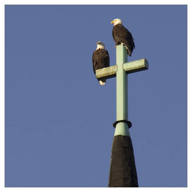 Eagles on Cross_Dec 30_2010_8943_2x2s.jpg