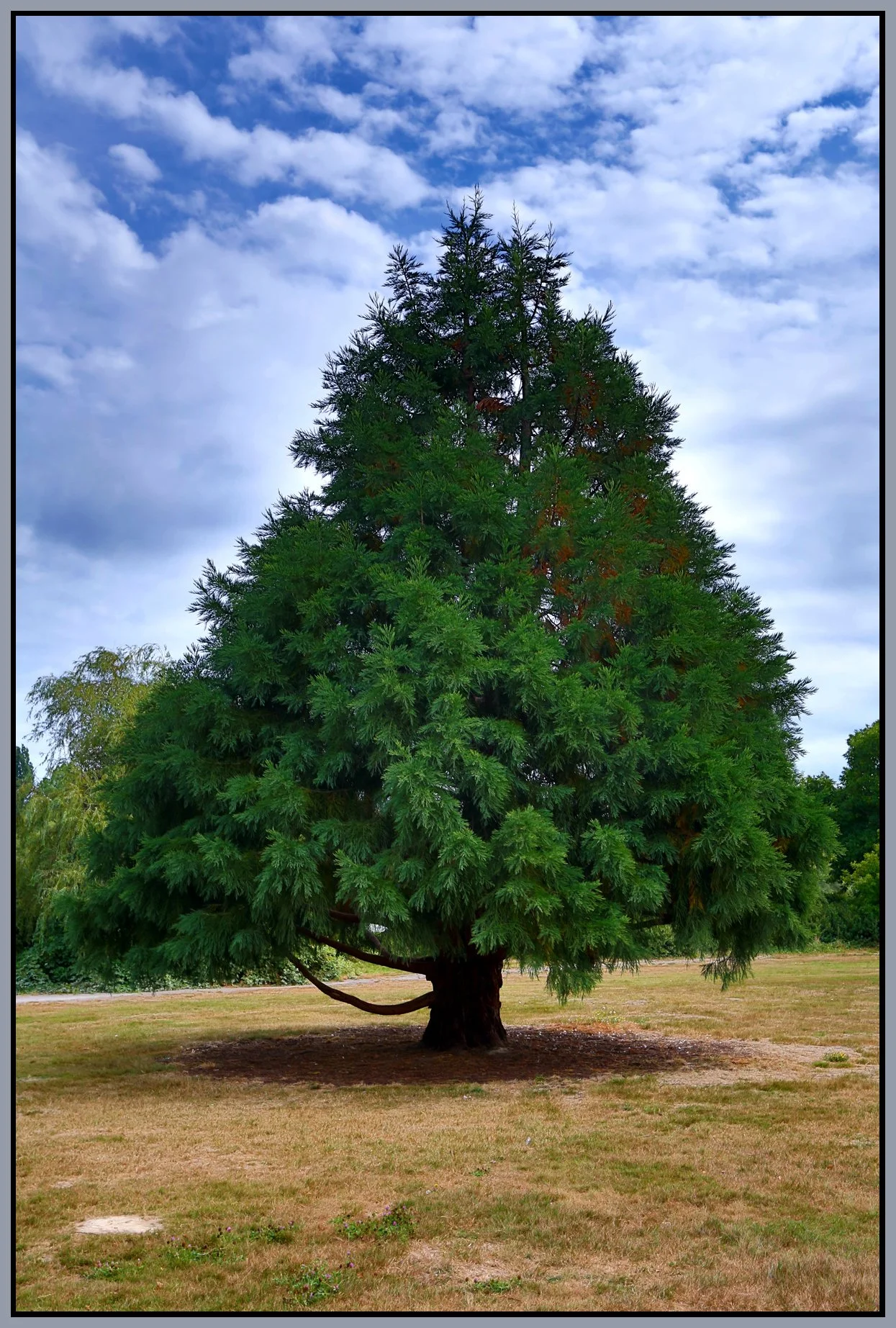 Trout Lake Tree_Aug 28_2016_HDR_L7552_4x6s.jpg