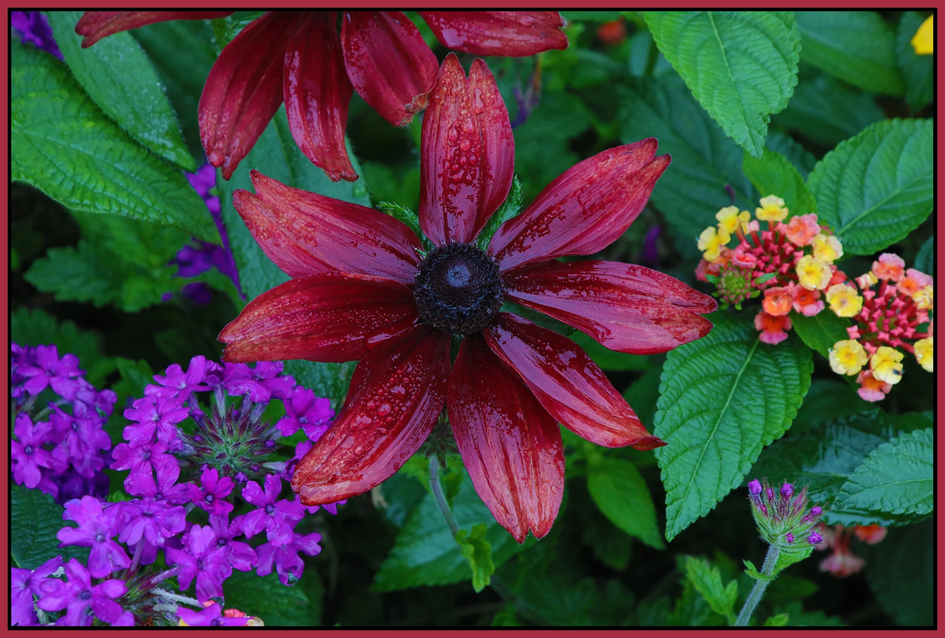 Flowers_Aug 22_2021_HDR_5A9228_4x6s.jpg