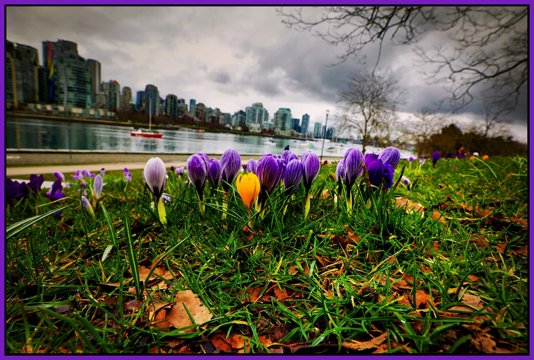 Charleson Park Crocuses_Mar 4_2026_HDR_4K9395_peDarkImpct_EWGT_4x6s.jpg
