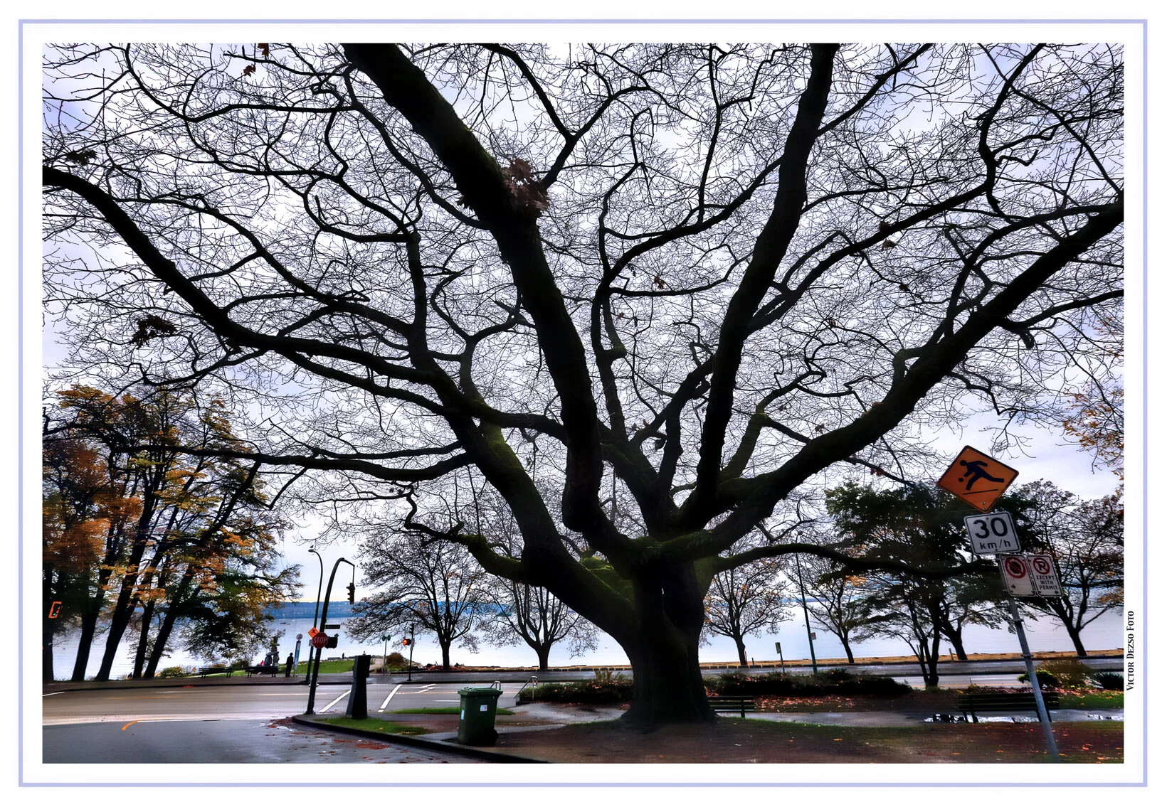 English Bay Trees_Nov 13_2015_HDR_H2102_peHdr2013_4x6s.jpg