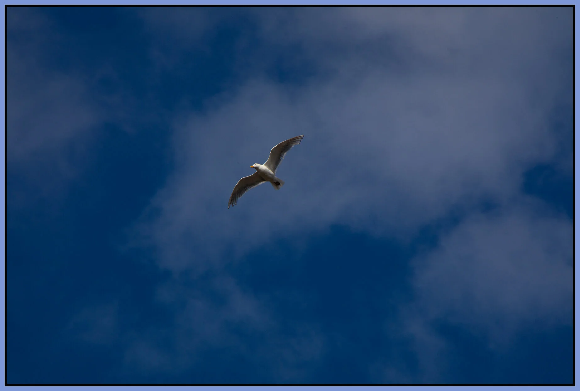 Seagull_Jul 15_2021_CR2_4G0437_4x6s.jpg