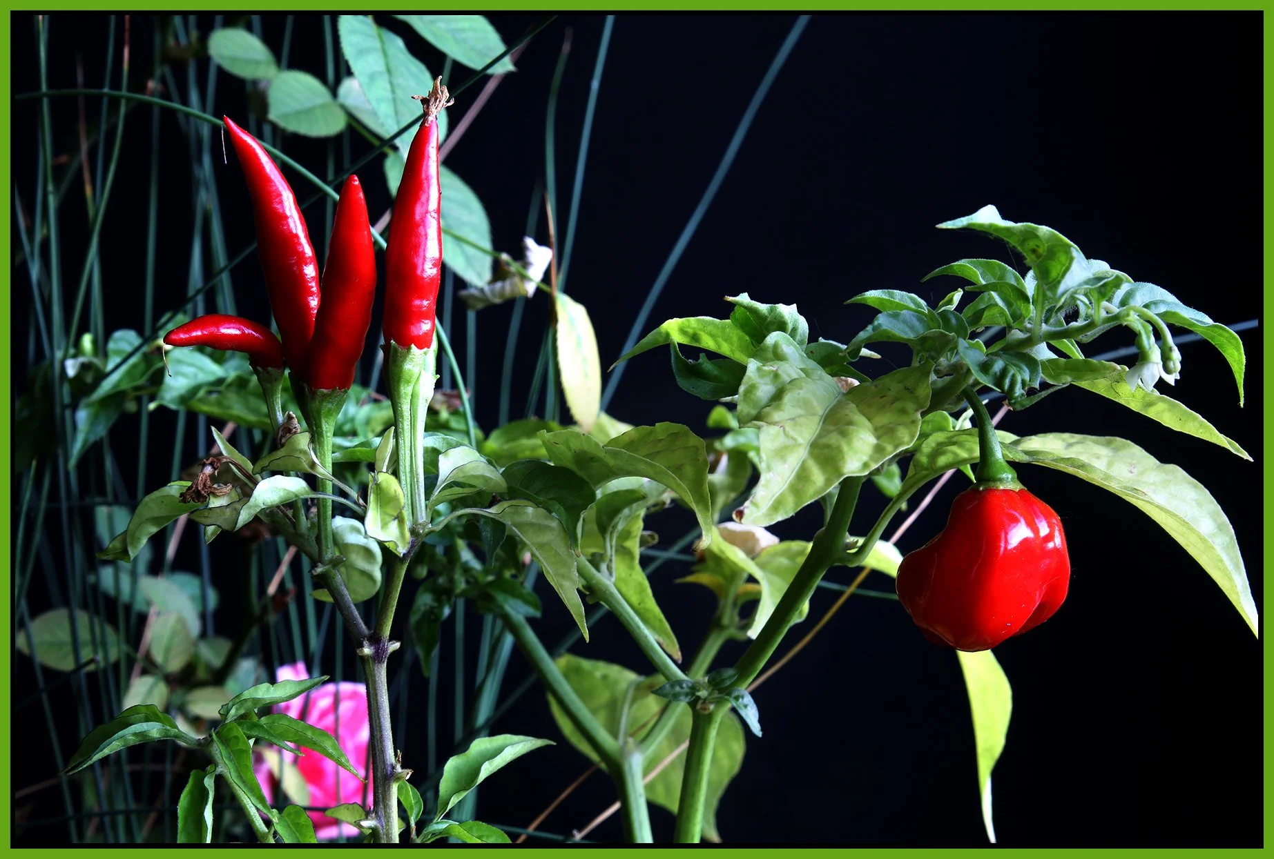 Hot Pepper Plants_Sep 23_2018_HDR_A7769_4x6s.jpg