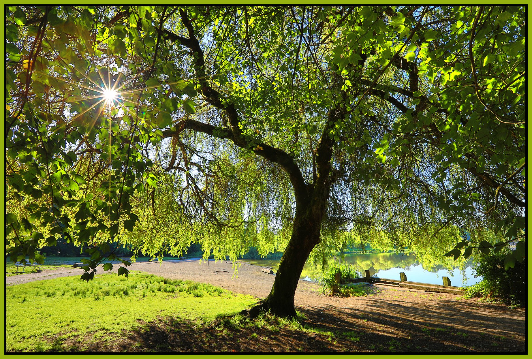 Trout Lake Tree_Jul 29_2022_HDR_5B4022_peWater_4x6s.jpg