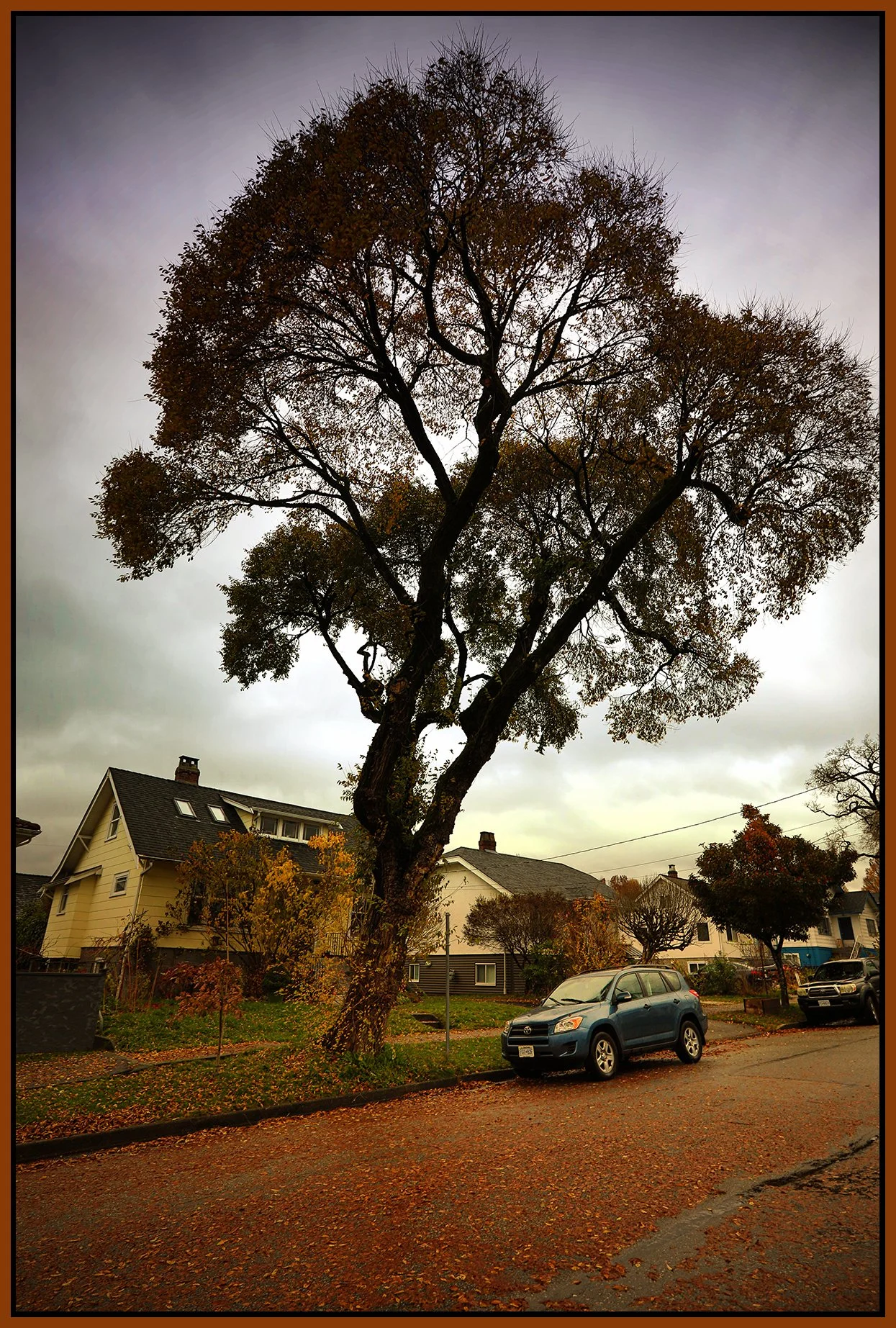 2115 Turner St Tree_Nov 7_2021_HDR_5A9797_peIntnSunst_4x6s.jpg