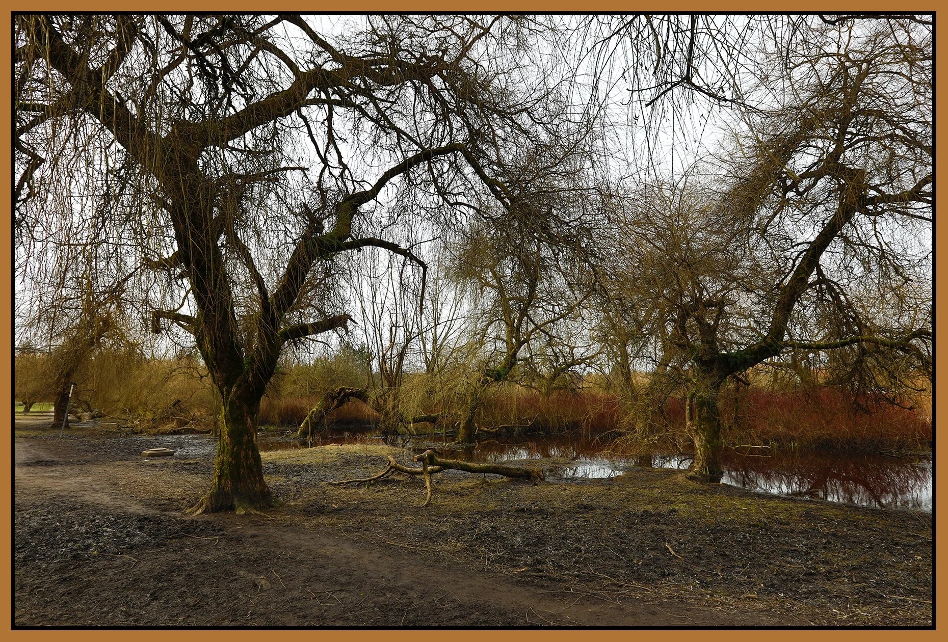 Trout Lake Trees_Mar 4_2021_HDR_5A3574_4x6s.jpg