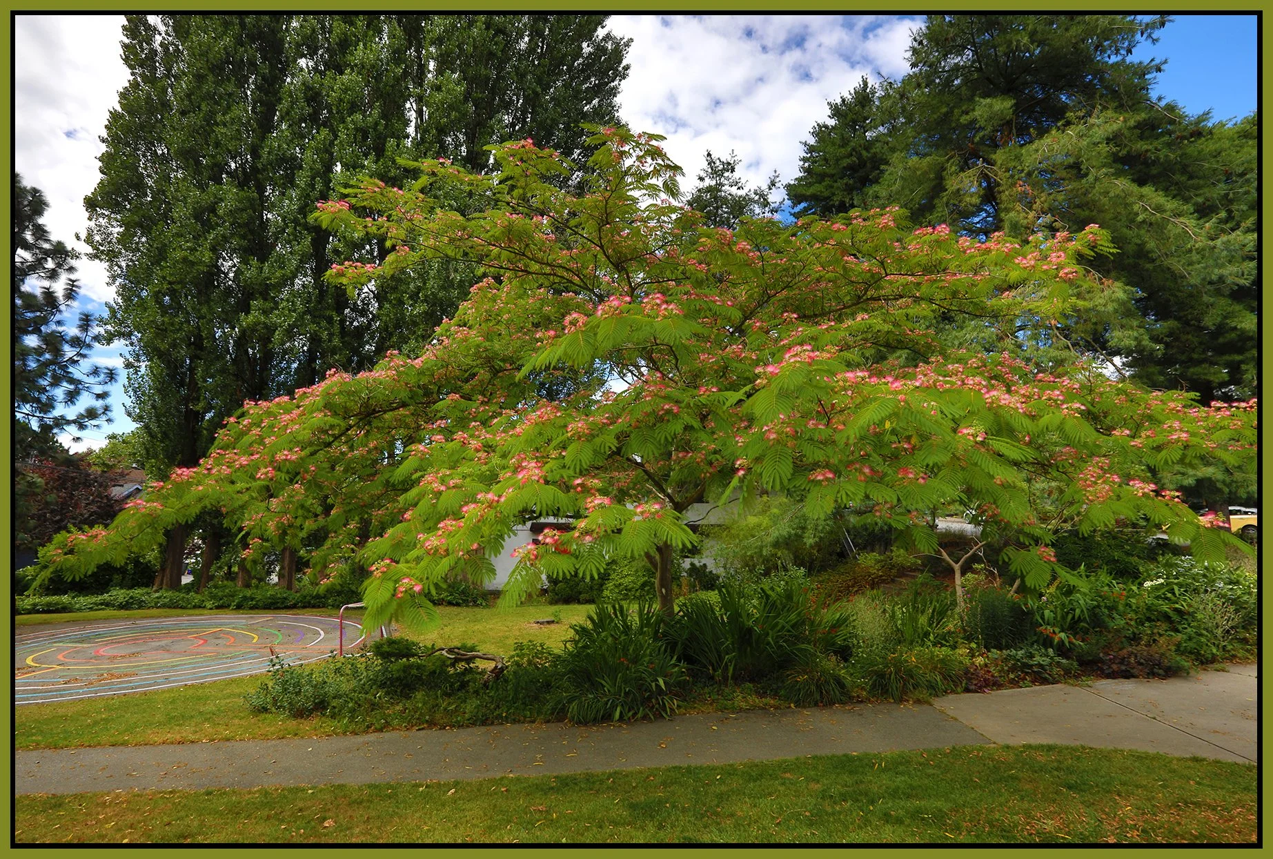 Flowers Trees on Hawks St_5B5051_4x6s.jpg